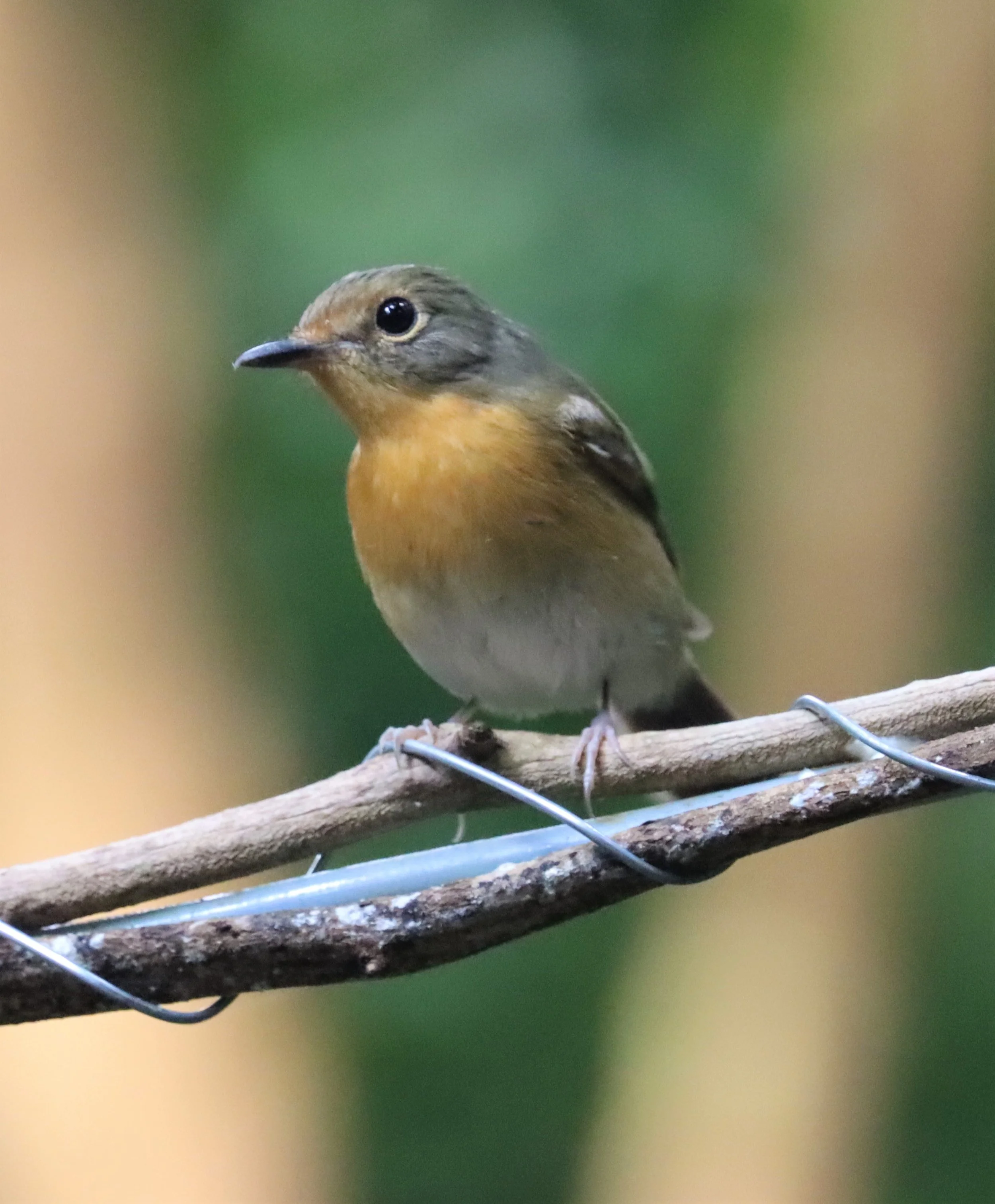 FLYCATCHER - LARGE BLUE FLYCATCHER - Cyornis magnirostris - WAT THAM PRATHUN CHONBURI (83).jpg