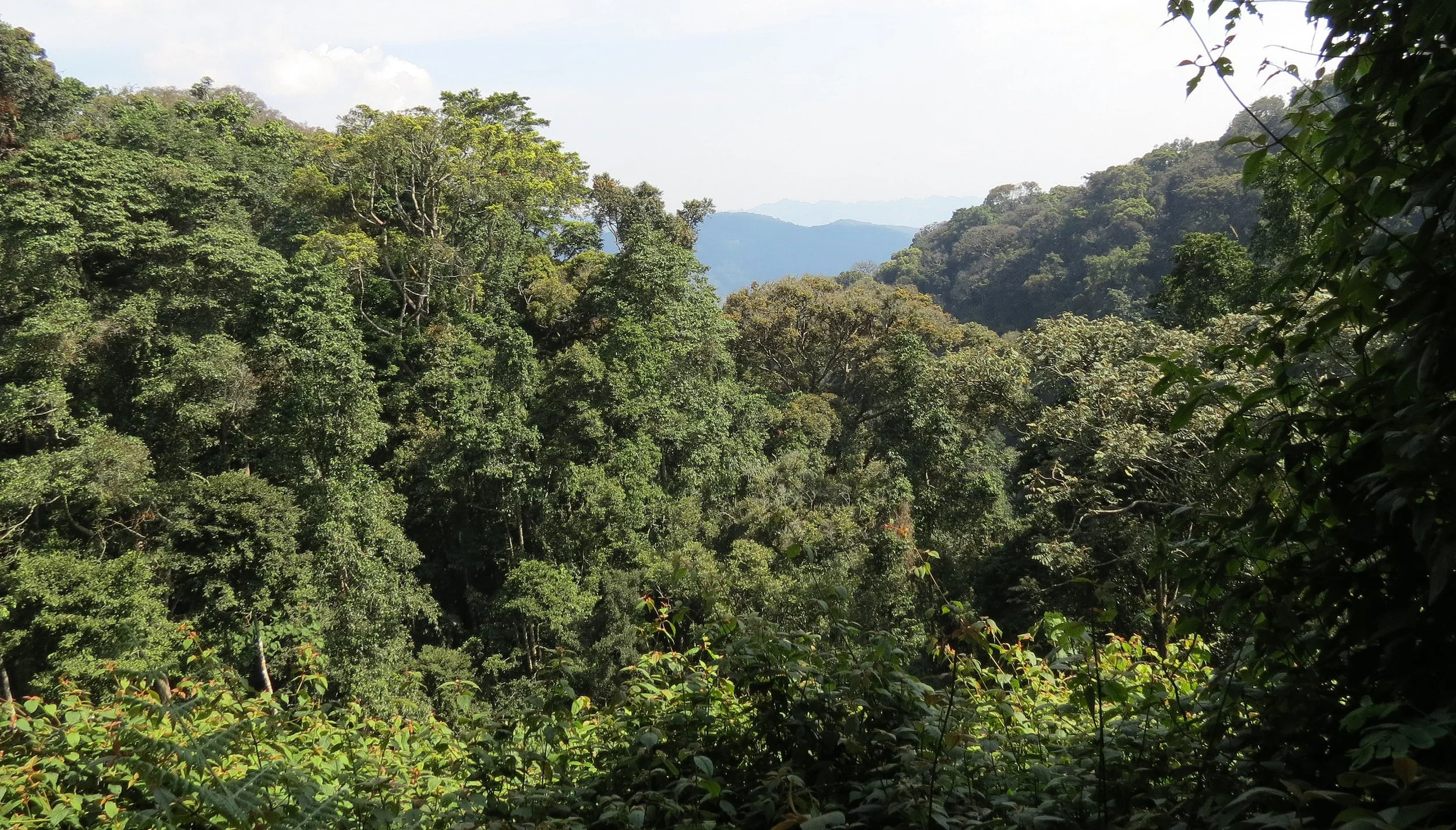 NYUNGWE NATIONAL PARK RWANDA (586).JPG