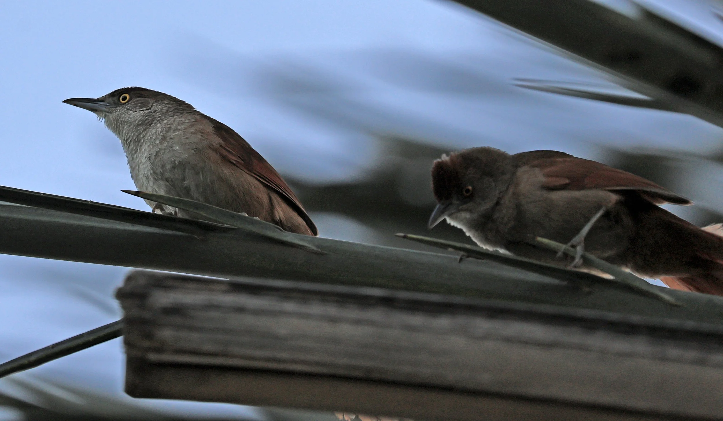 Greater Thornbird (Phacellodomus ruber) Hotel Iparoma Campestre Paraguay 