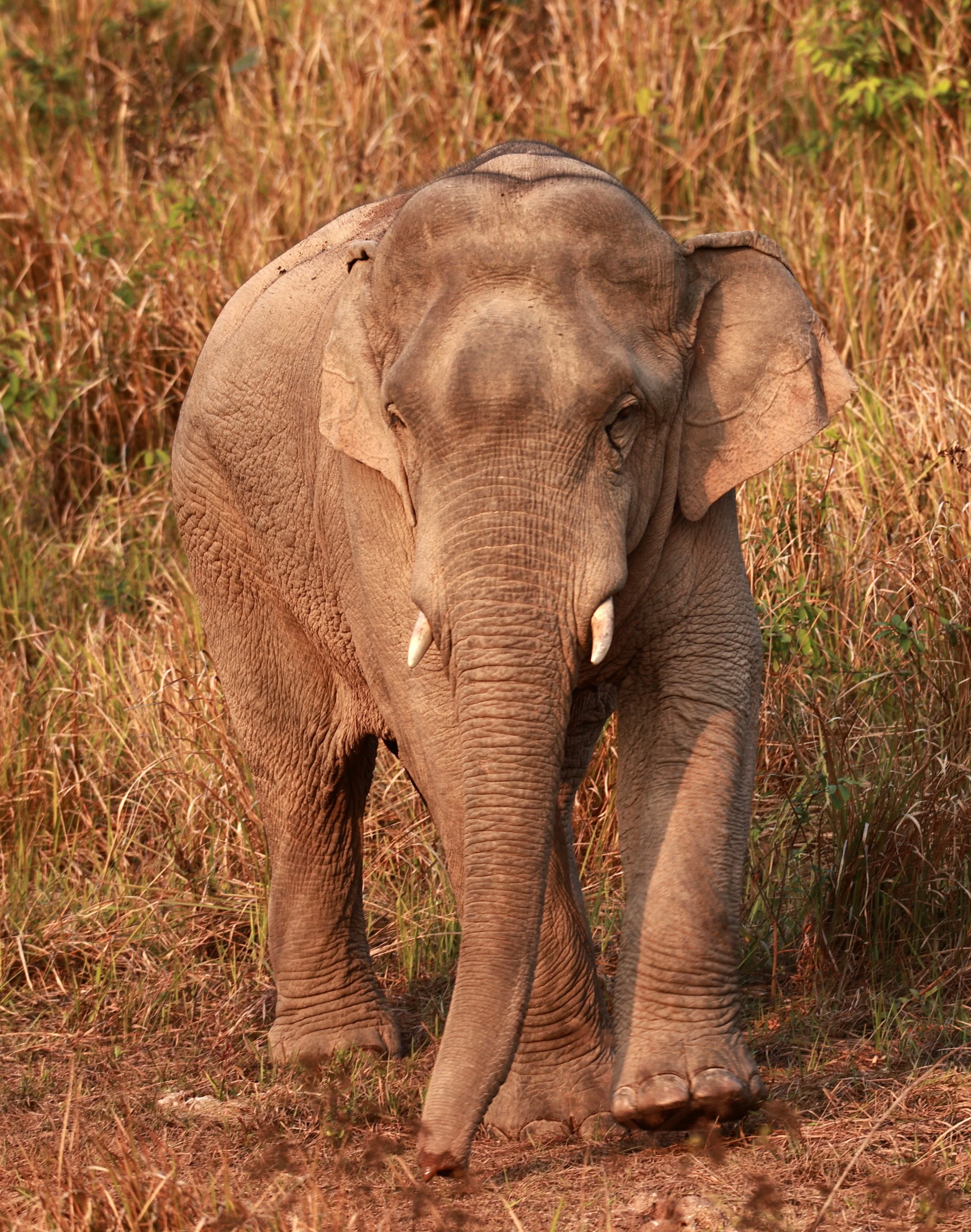 Asian Elephant (Elephas maximus) Khao Yai National Park, Thailand (68).jpg