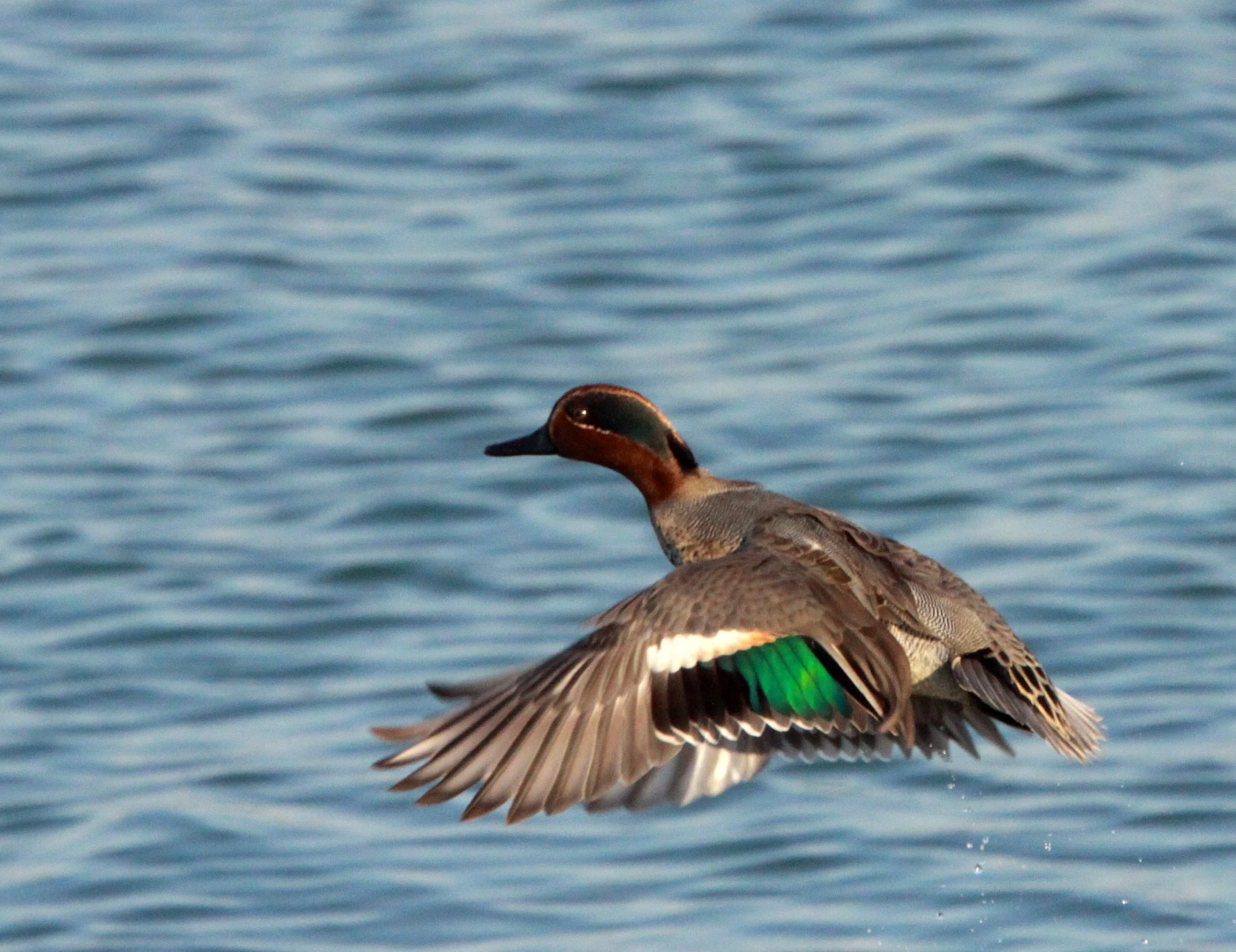TEAL - EURASIAN TEAL - Anas crecca - SHIZUOKA COASTLINE JAPAN (13).JPG