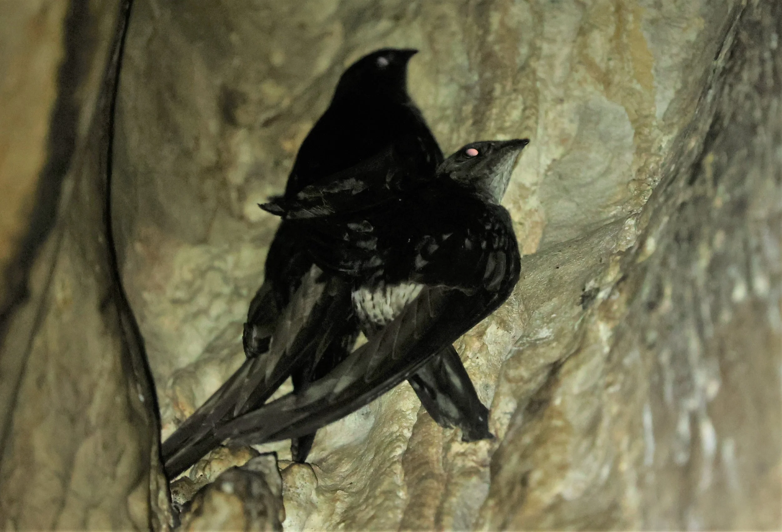 House Swift (Apus nipalensis) Tham Rod Temple and Cave Phitsanulok Thailand (1).jpg