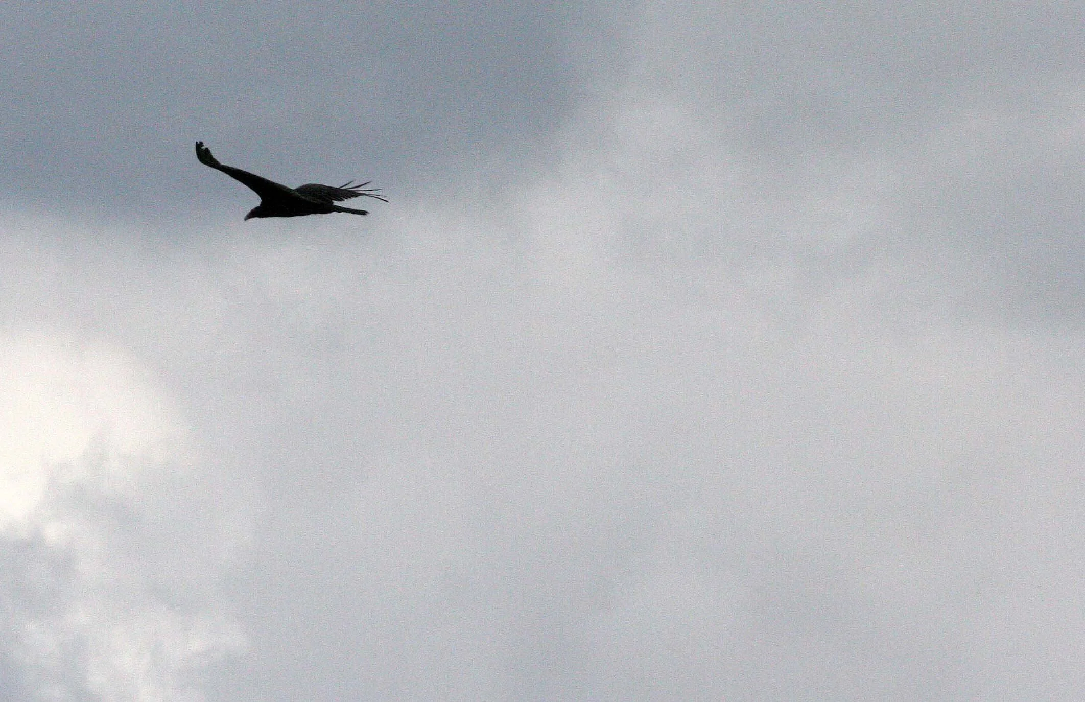 BIRD - VULTURE - TURKEY VULTURE - JAMESTOWN WA.JPG