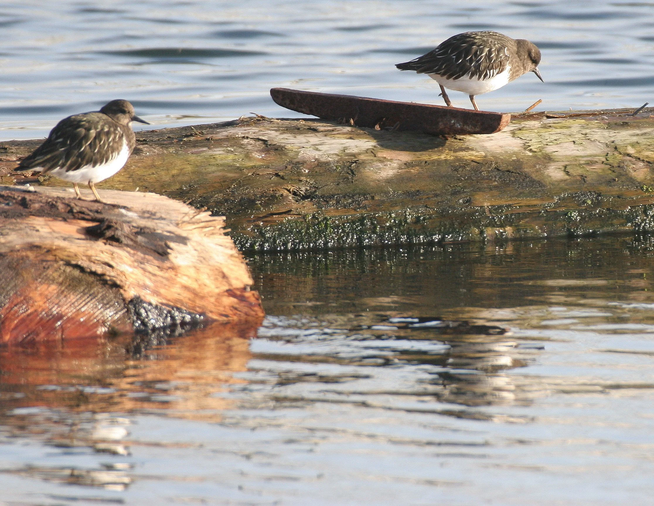 BIRD - TURNSTONE - BLACK TURNSTONE - PA HARBOR (20).jpg