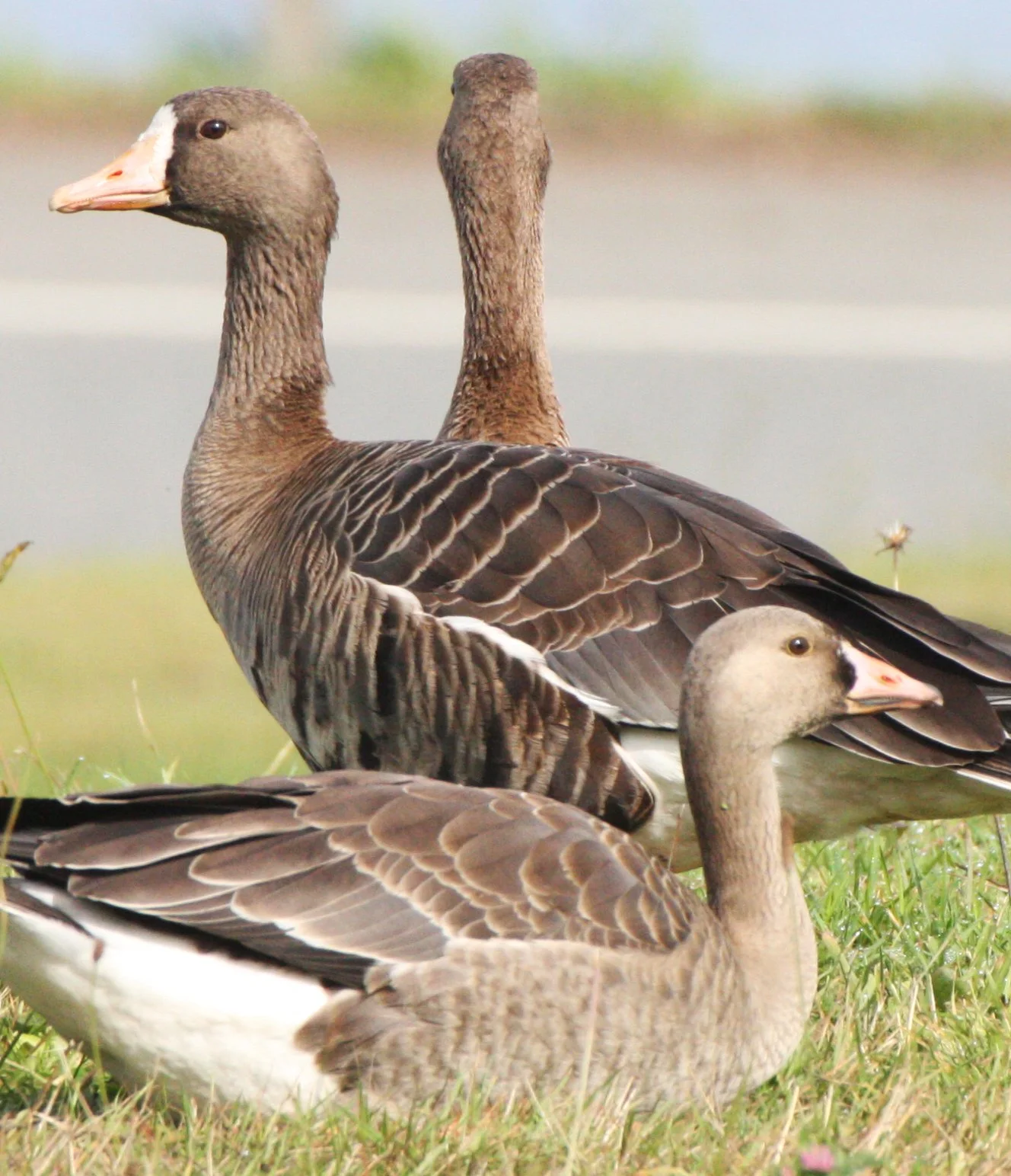 GOOSE - GREATER WHITE FRONTED - Anser albifrons - STRAIT OF JUAN DE FUCA WA (19).JPG