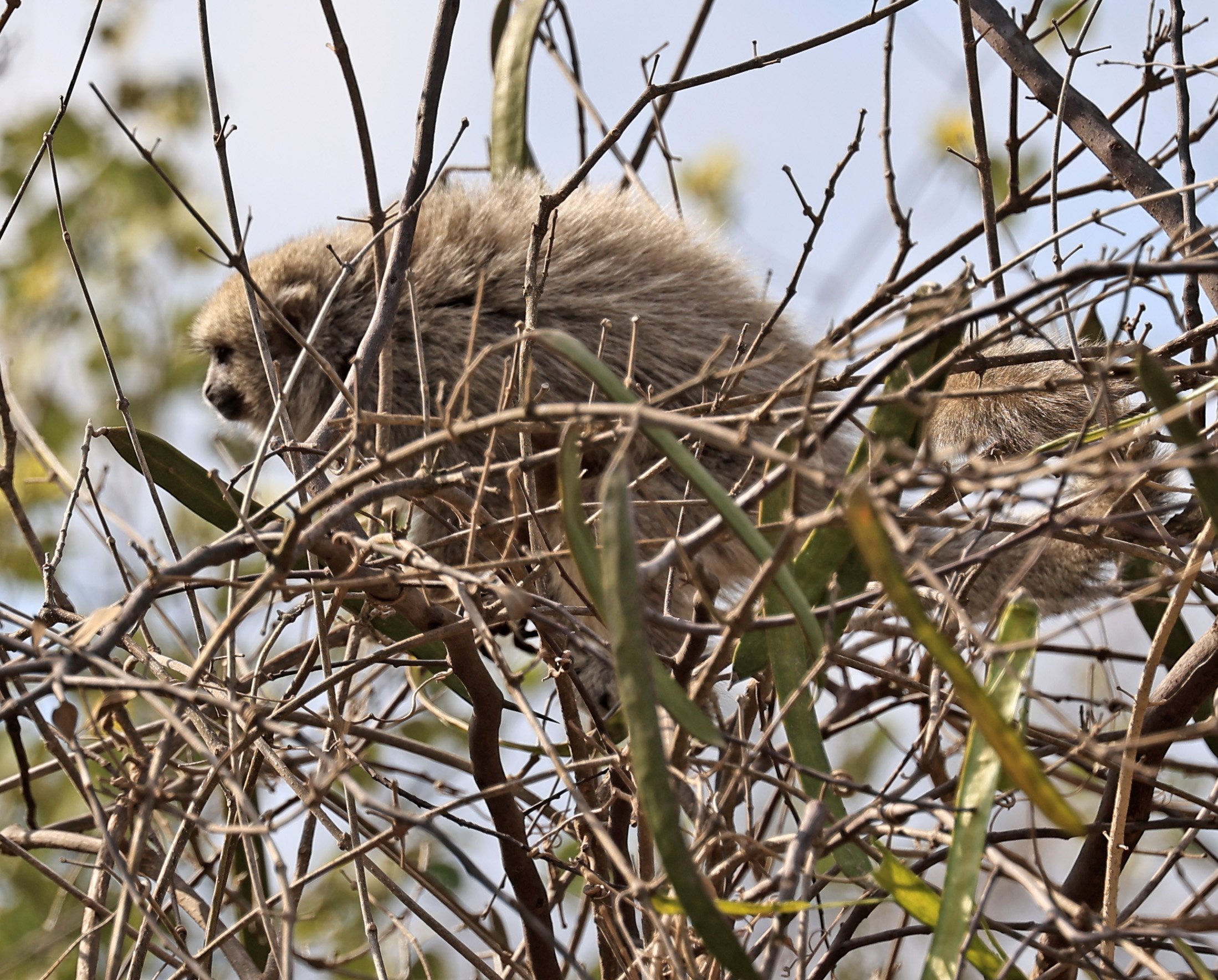 Chacoan Titi (Plecturocebus pallescens) Agua Dulce Paraguay