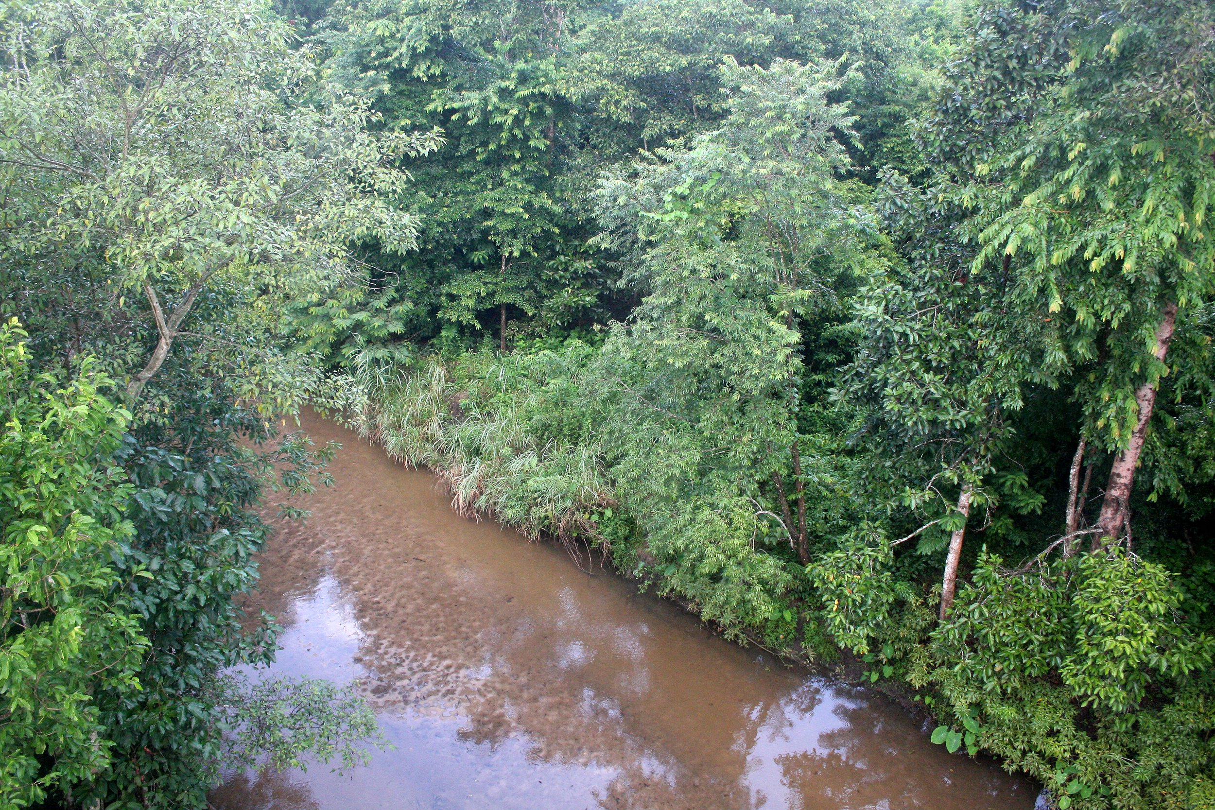 HUAI KHA KHAENG - STREAM JUNGLE SCENE (5).JPG