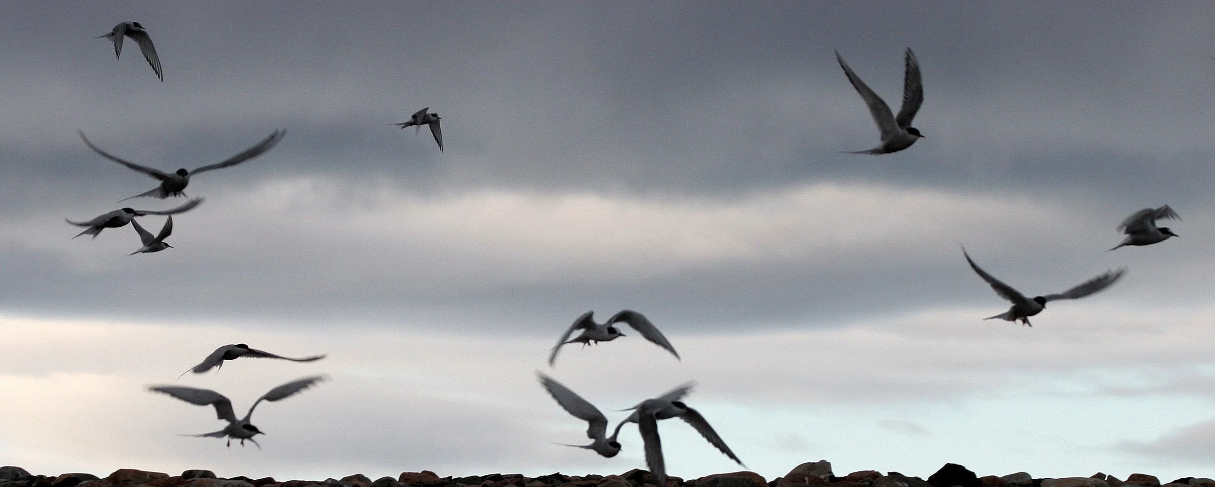 BIRD - TERN - ARCTIC TERN - SVALBARD (39).jpg