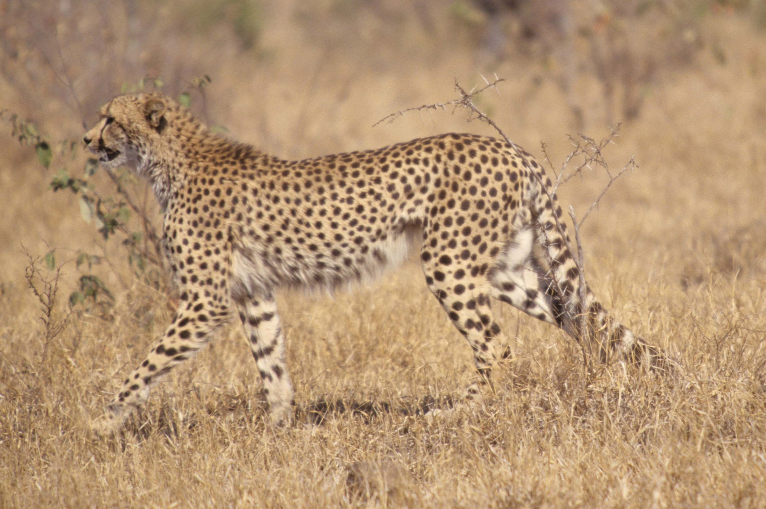 FELID - CHEETAH - KRUGER (10).jpg