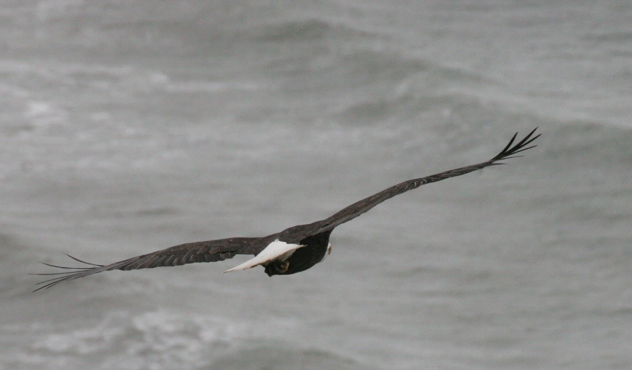 Haliaeetus leucocephalus - AMERICAN BALD EAGLE - LAKE FARM BLUFFS WASHINGTON (298).JPG