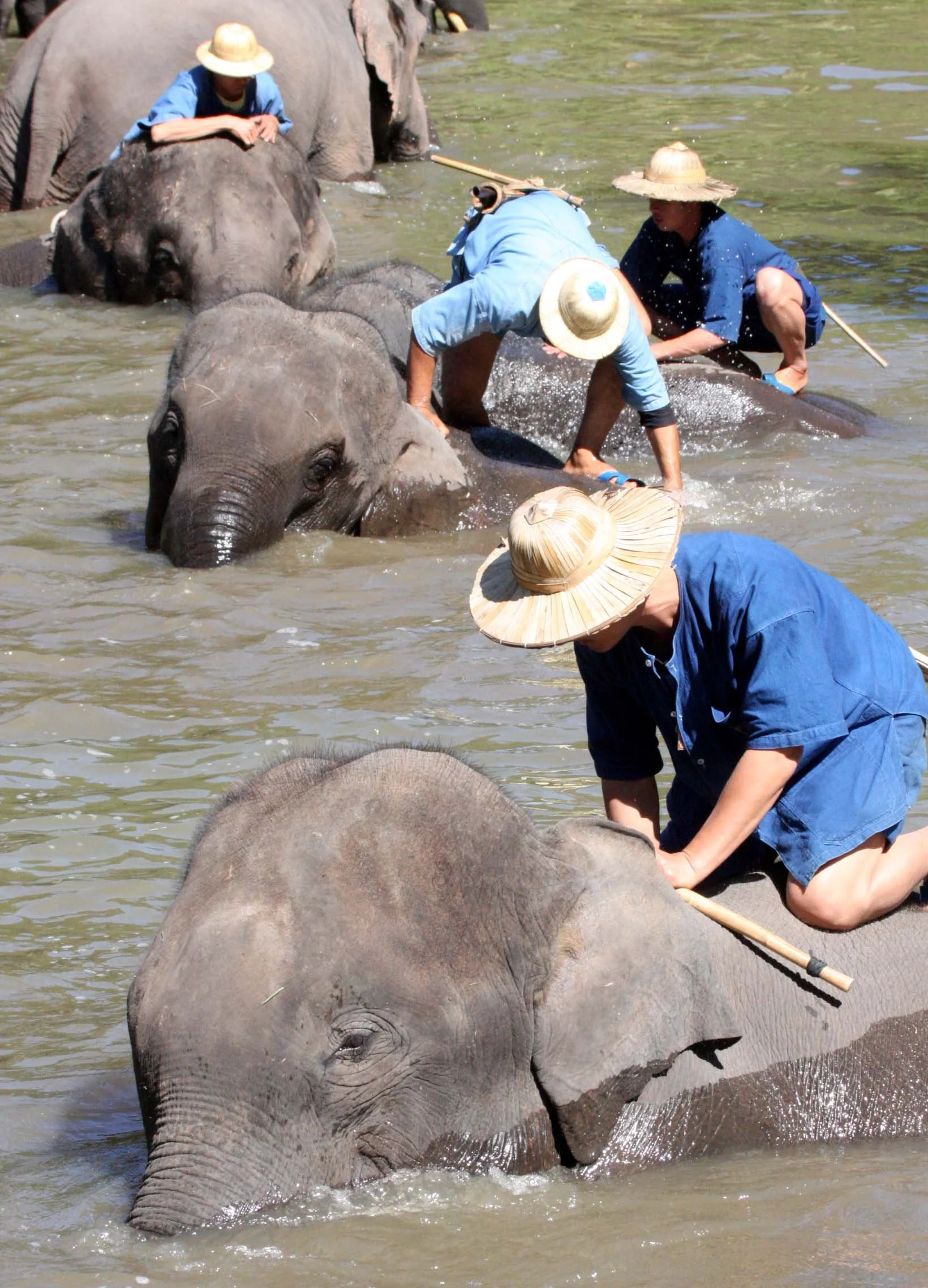2008 Lampang City & Elephant Center (76).JPG