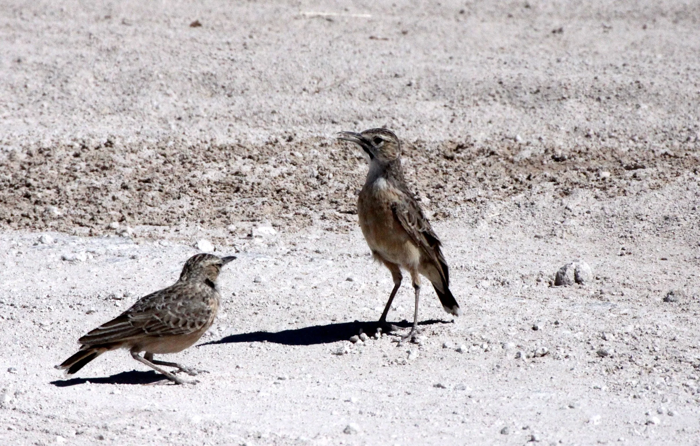 Spike-heeled Lark (Chersomanes albofasciata) Etosha NP Namibia (6).JPG
