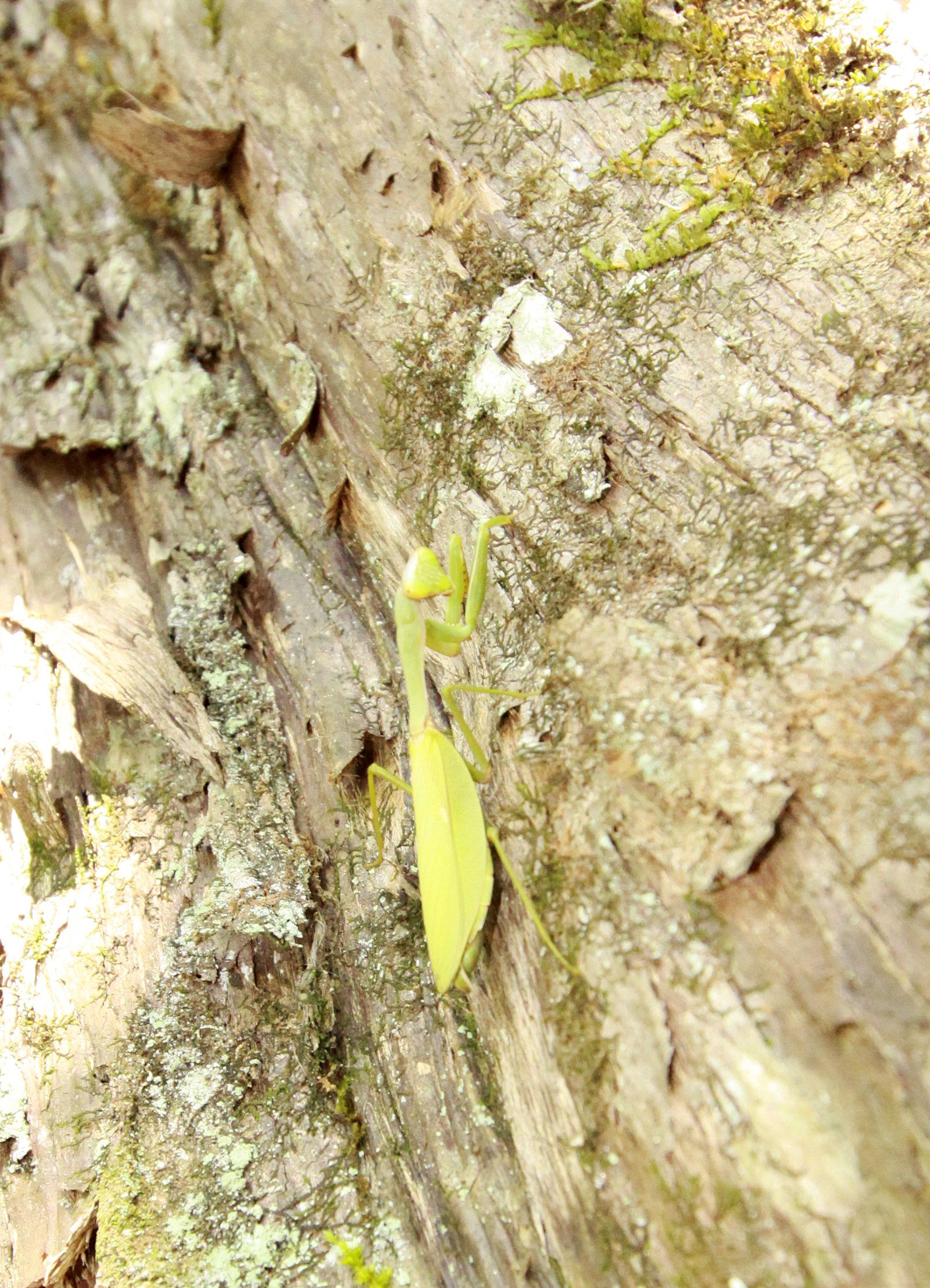 CHINESE YEW RESERVE - FUJIAN CHINA (34).JPG