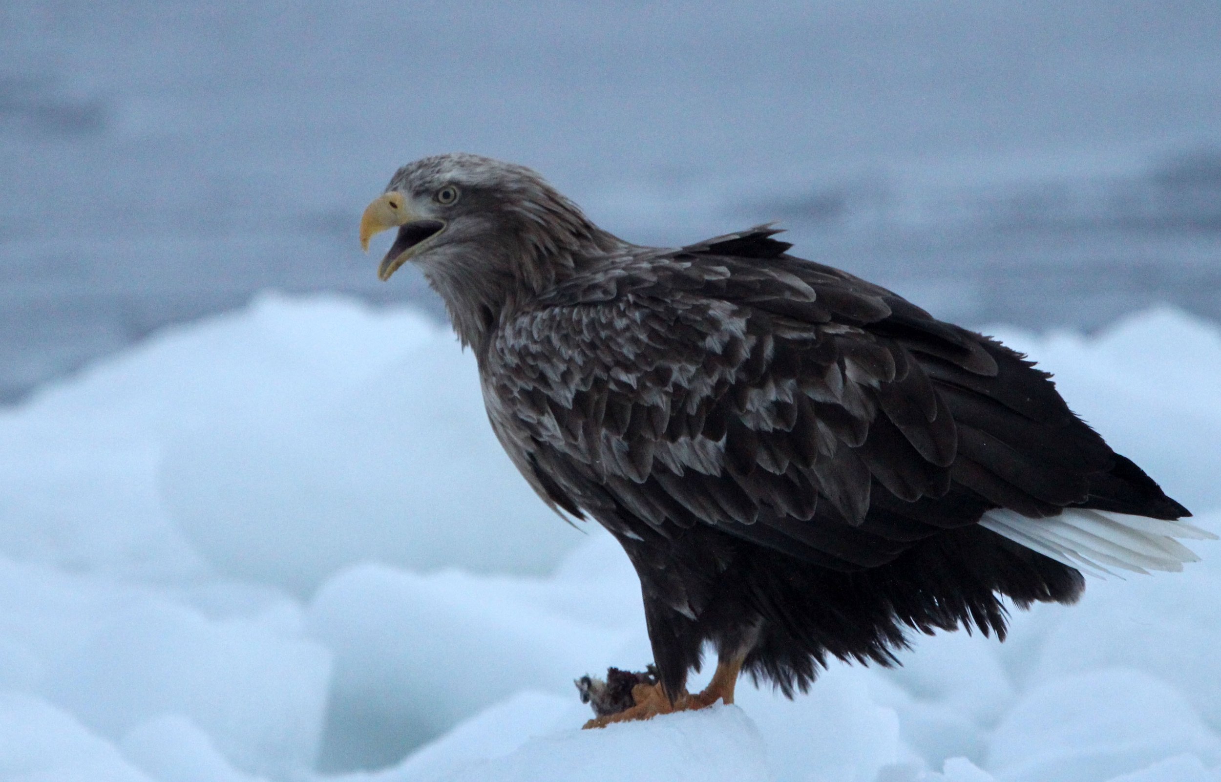 BIRD - EAGLE - WHITE-TAILED EAGLE - RAUSU, SHIRETOKO PENINSULA & NATIONAL PARK, HOKKAIDO JAPAN (5).JPG
