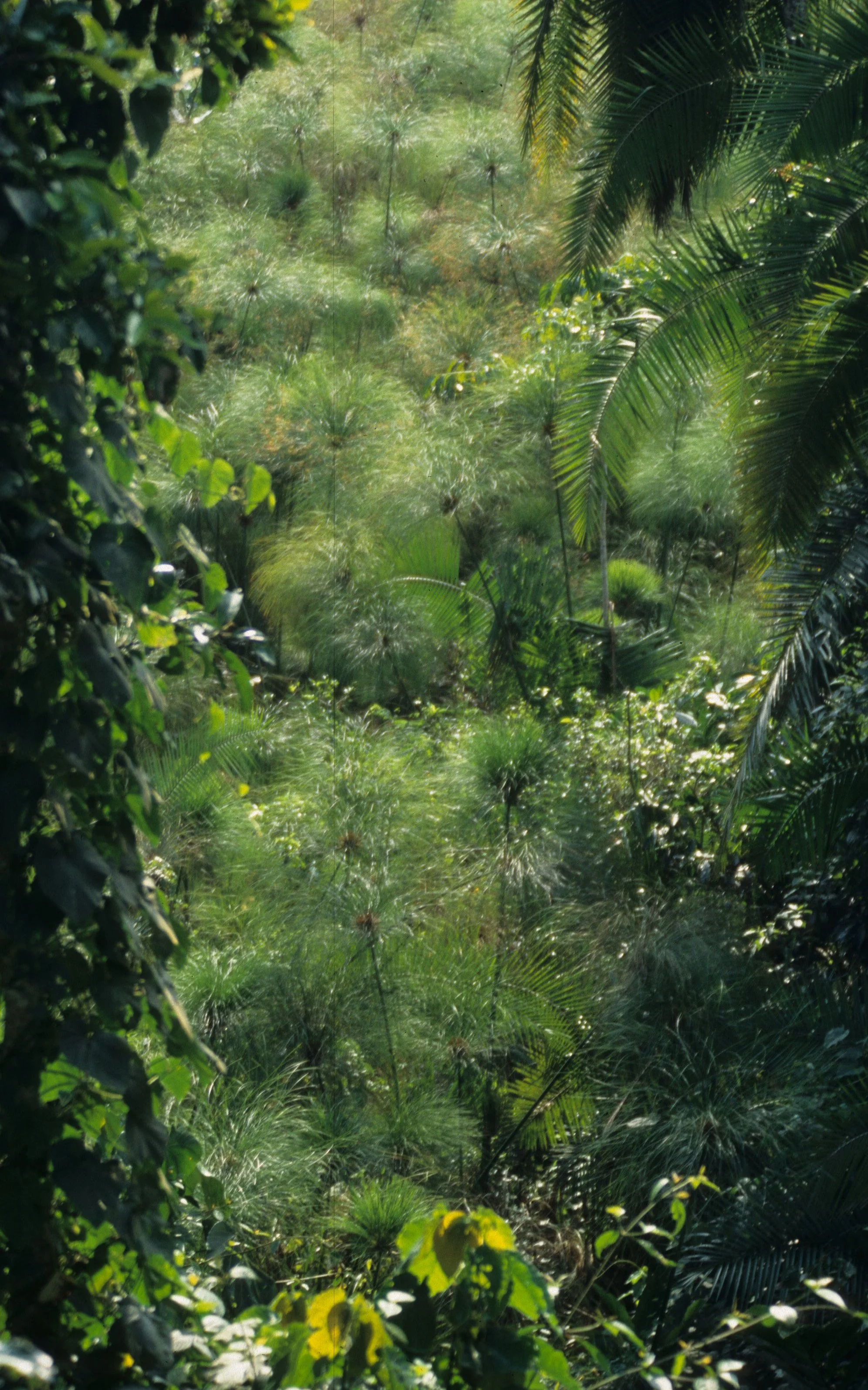 UGANDA - SWAMP - PAPYRUS GRASS A.jpg