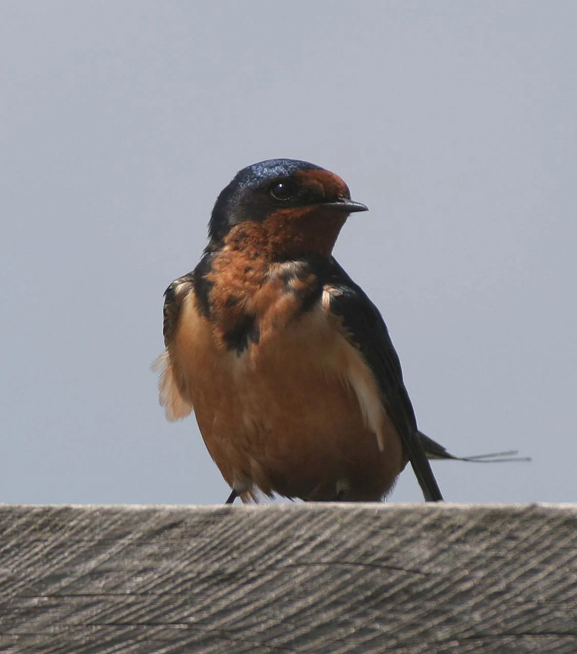 Barn Swallow (Hirundo rustica) Lake Baikal Selenga Delta Russia (3).jpg