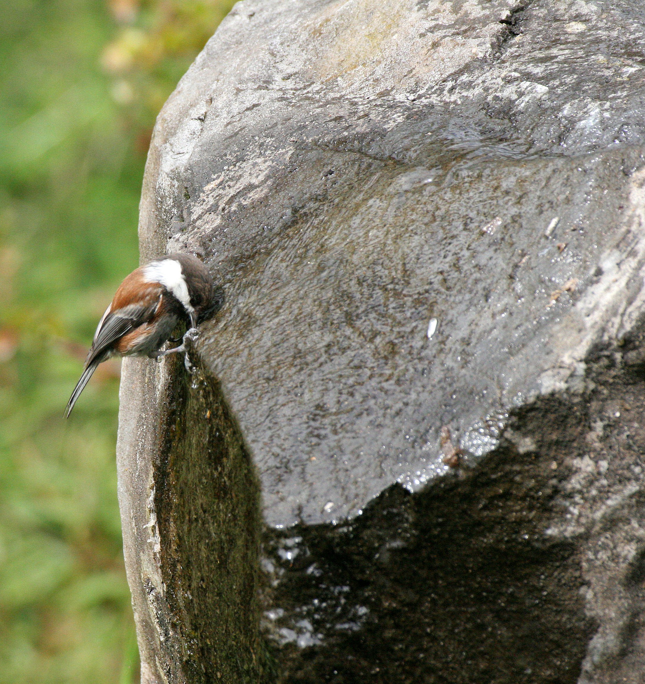 Chestnut-backed Chickadee (Poecile rufescens) Dungeness River NWR, Washington (1).JPG