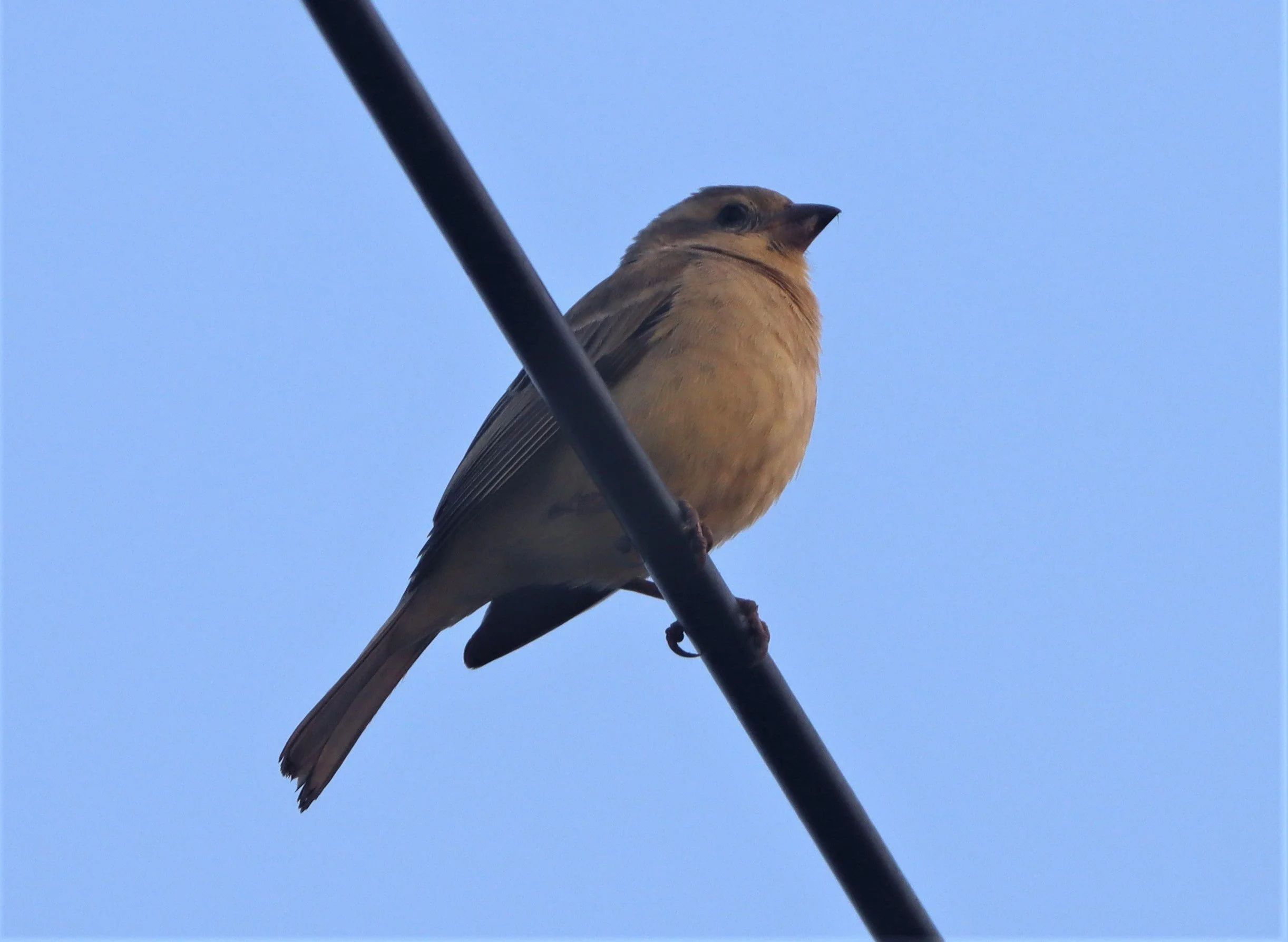 Plain-backed Sparrow (Passer flaveolus) Lat Krabang Wetlands Near Bangkok (8).jpg