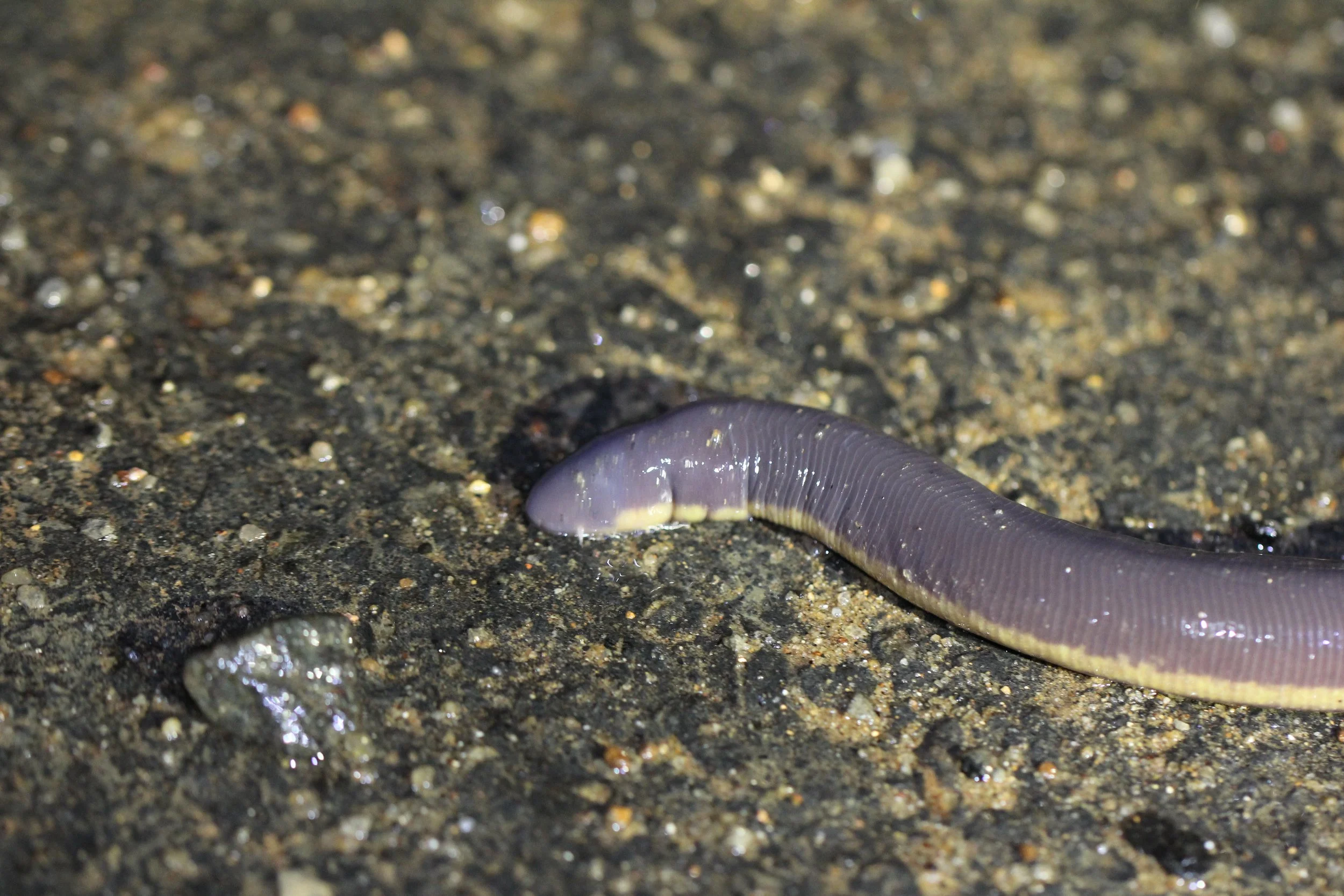 AMPHIBIAN - ICHTHYOPHIS BANNANICUS - YELLOW-STRIPED CAECILIAN - IN MOUNTAINS SOUTH OF UDAWALAWA NATIONAL PARK SRI LANKA (8).JPG