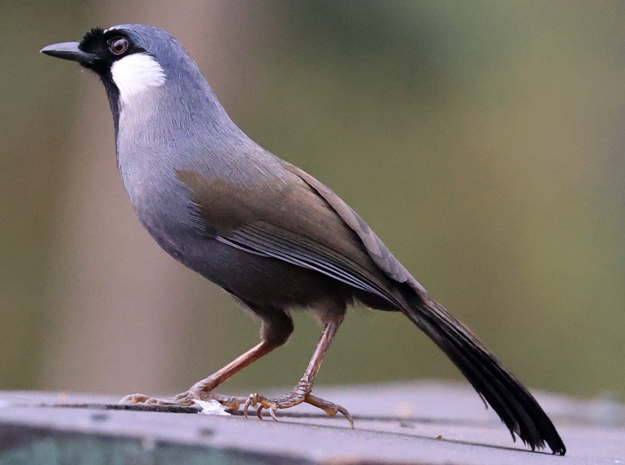 Black-throated Laughingthrush (Pterorhinus chinensis)