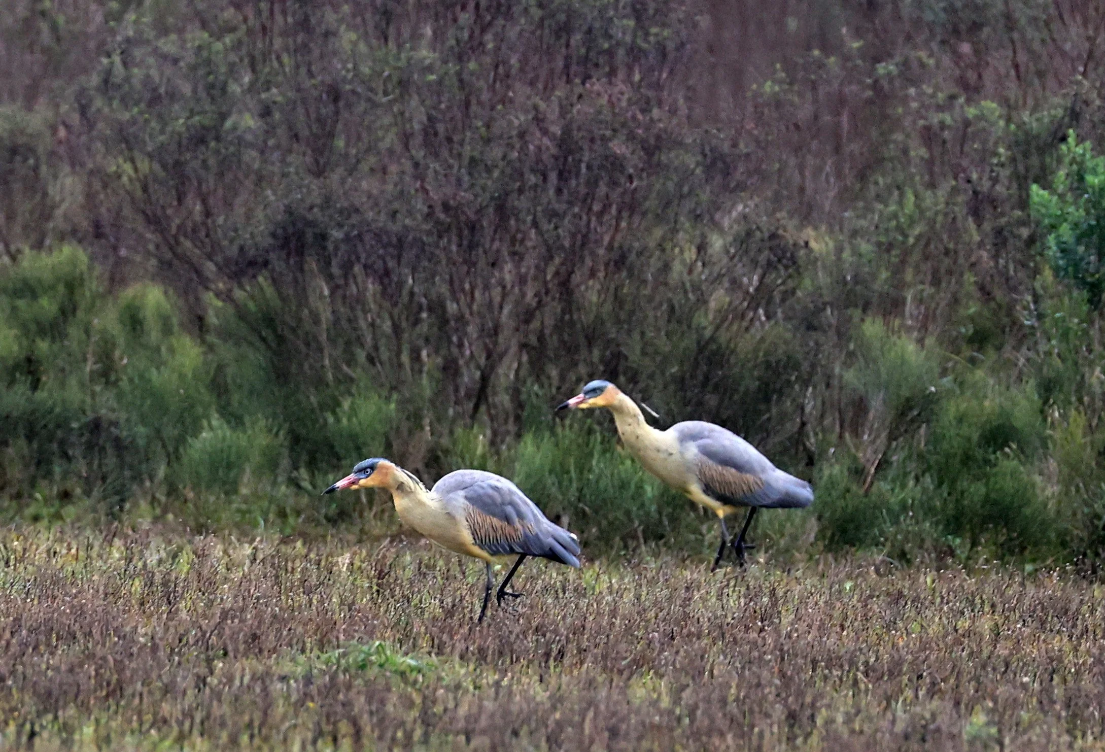 Whistling Heron (Syrigma sibilatrix) El Palmar National Park, Entre Rios, Argentina (13).jpg
