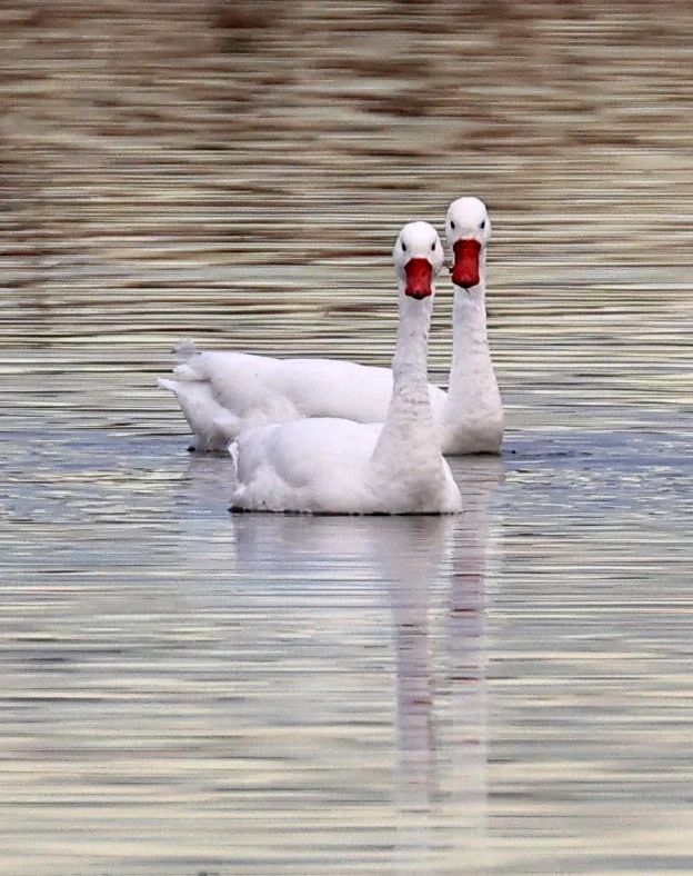 Coscoroba Swan (Coscoroba coscoroba) Lagunas del Ornitólogo, Trelew Argentina (20).jpg