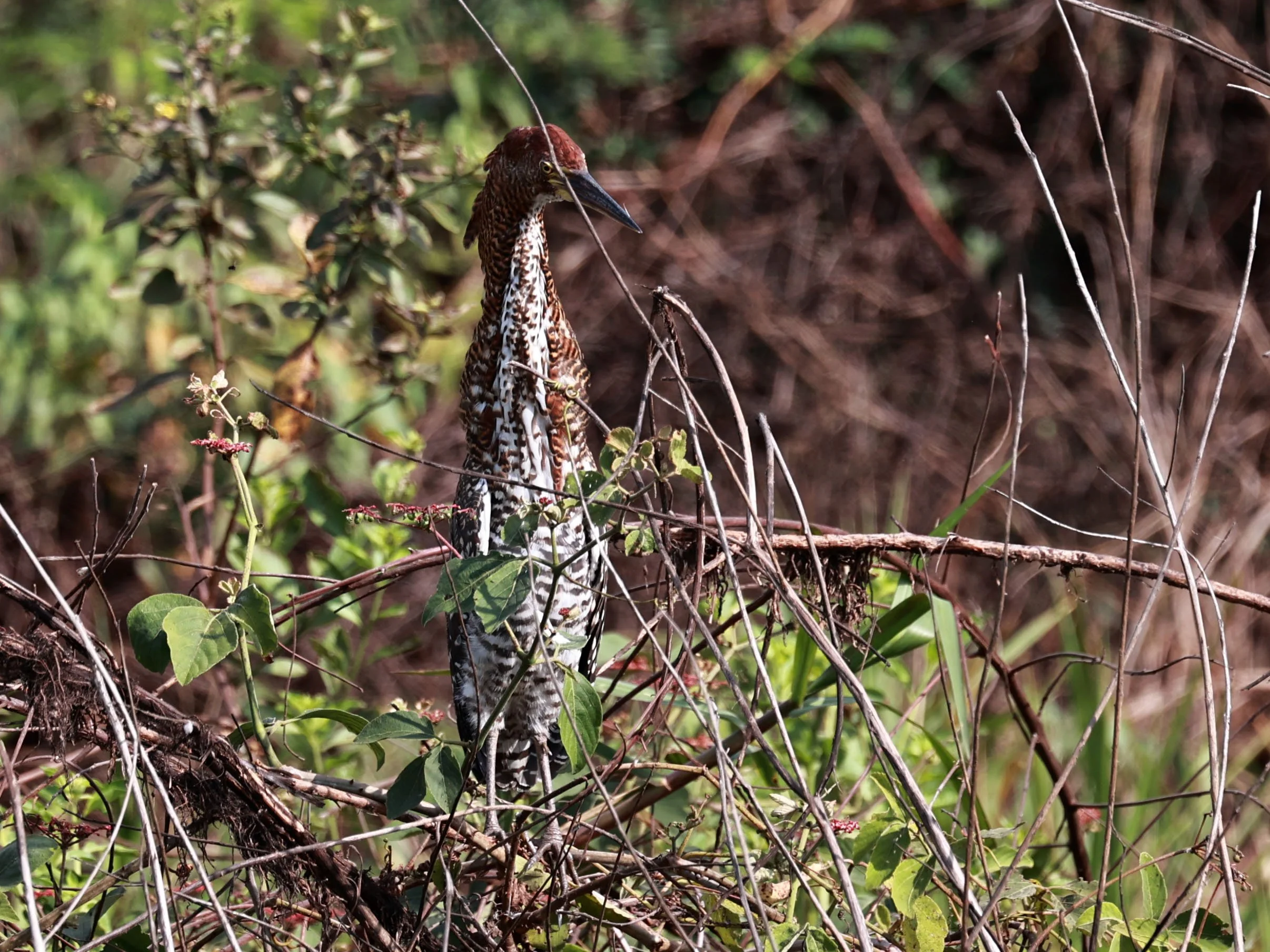 Heron - Rufescent Tiger-Heron - Tigrisoma lineatum - Pantanal, Encontro das Águas State Park, Porto Jofre, Cuiaba River, Brazil (3).jpg