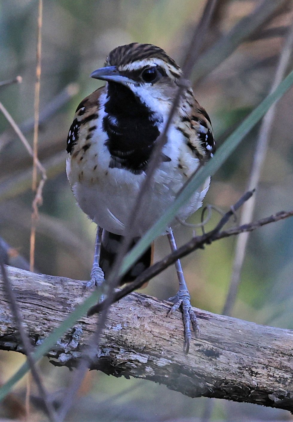 Stripe-backed Antbird (Myrmorchilus strigilatus)