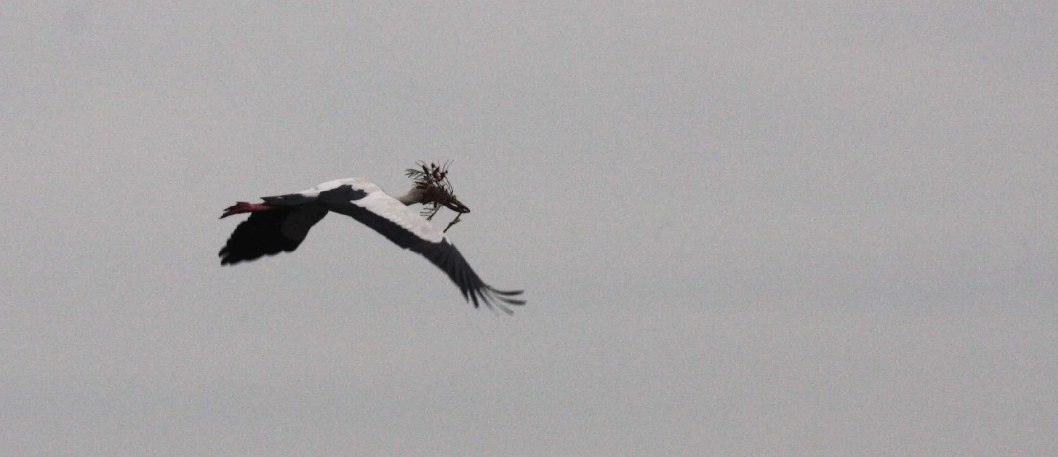 STORK - ASIAN OPENBILL - Anastomus oscitans - ROOKERY IN BUENG BORAPHET THAILAND - CHRISTMAS IN THAILAND TRIP 2008 (3).JPG