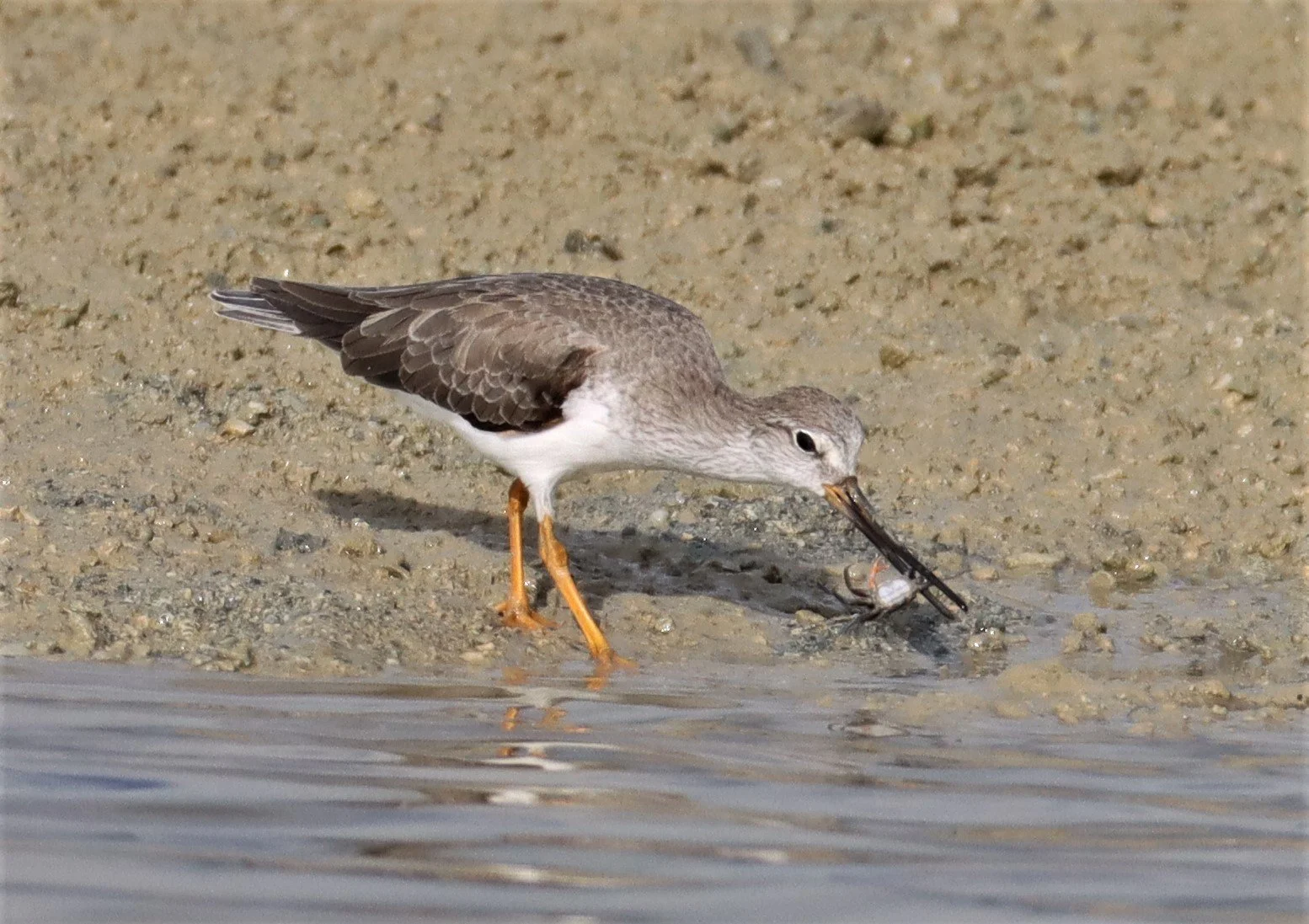 SANDPIPER - TEREK SANDPIPER - Xenus cinereus - LAEM PAKARAM PHANG NGA 2021 (21).jpg