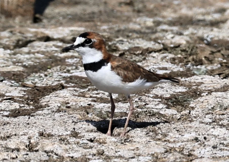 Collared Plover (Anarhynchus collaris) Chaco Lodge & Laguna Salada Paraguay (12).jpg