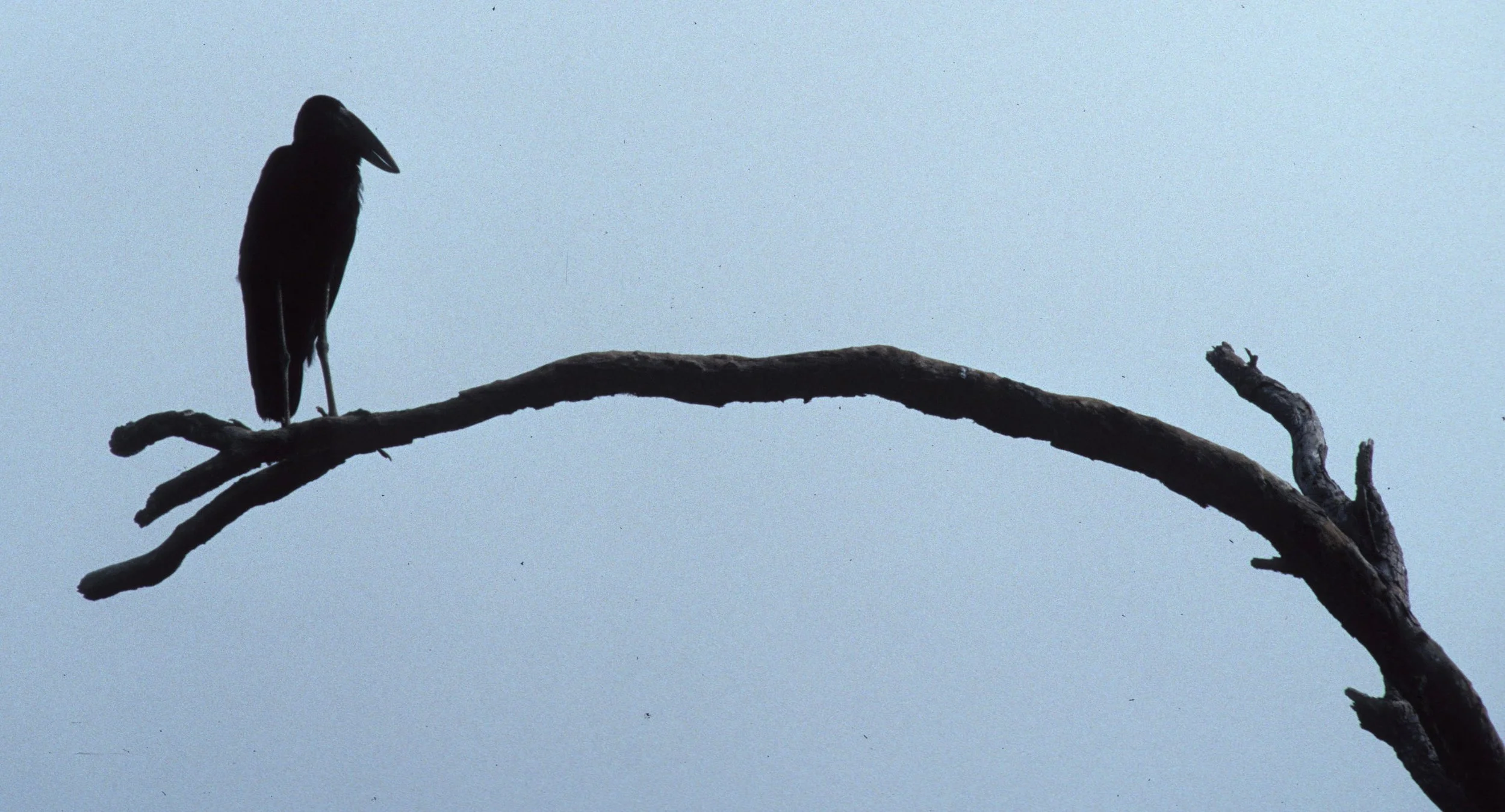 BIRDS - STORK - AFRICAN OPENBILLED - UGANDA E.jpg
