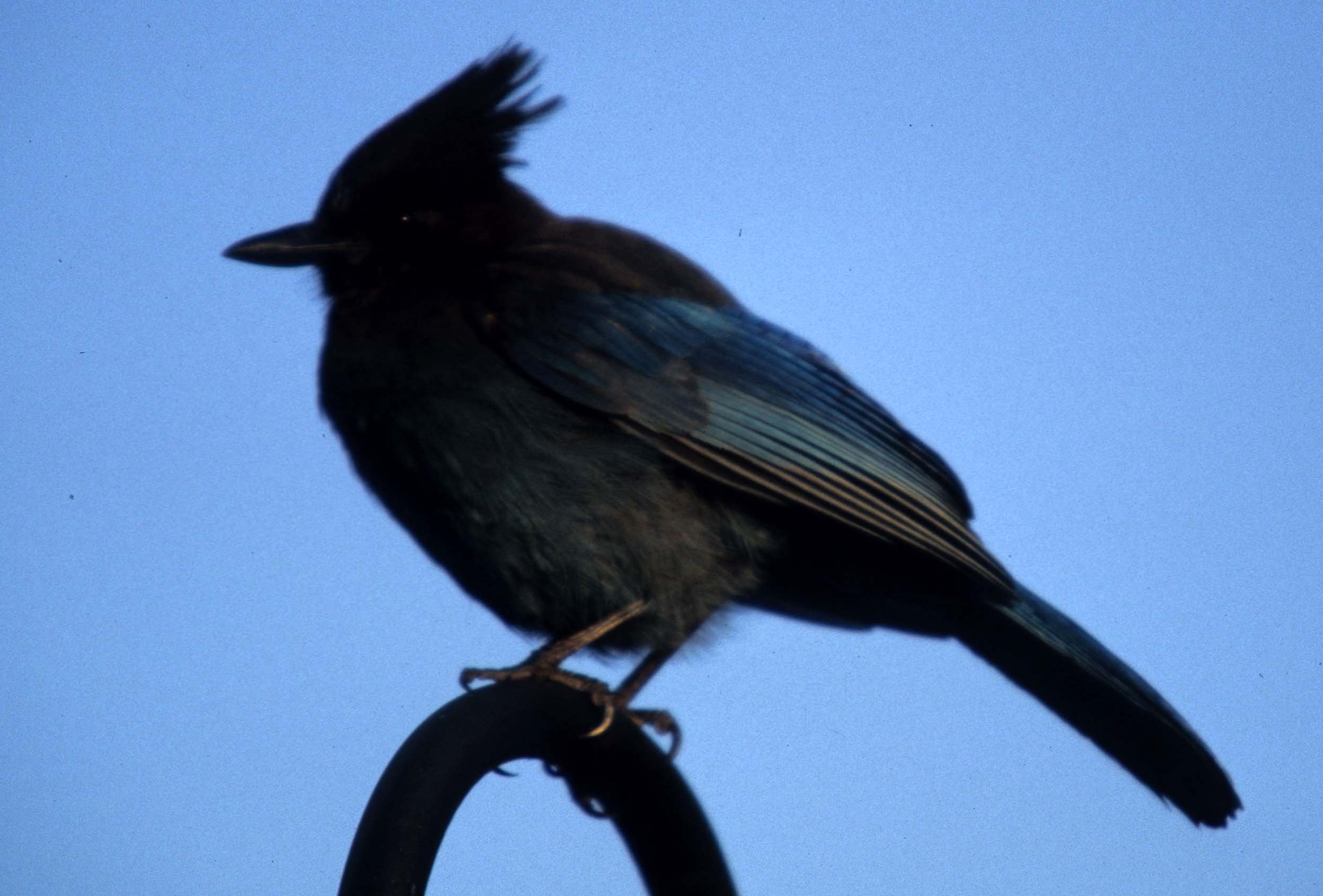 BIRD - JAY - STELLERS - REDWOODS NP.jpg