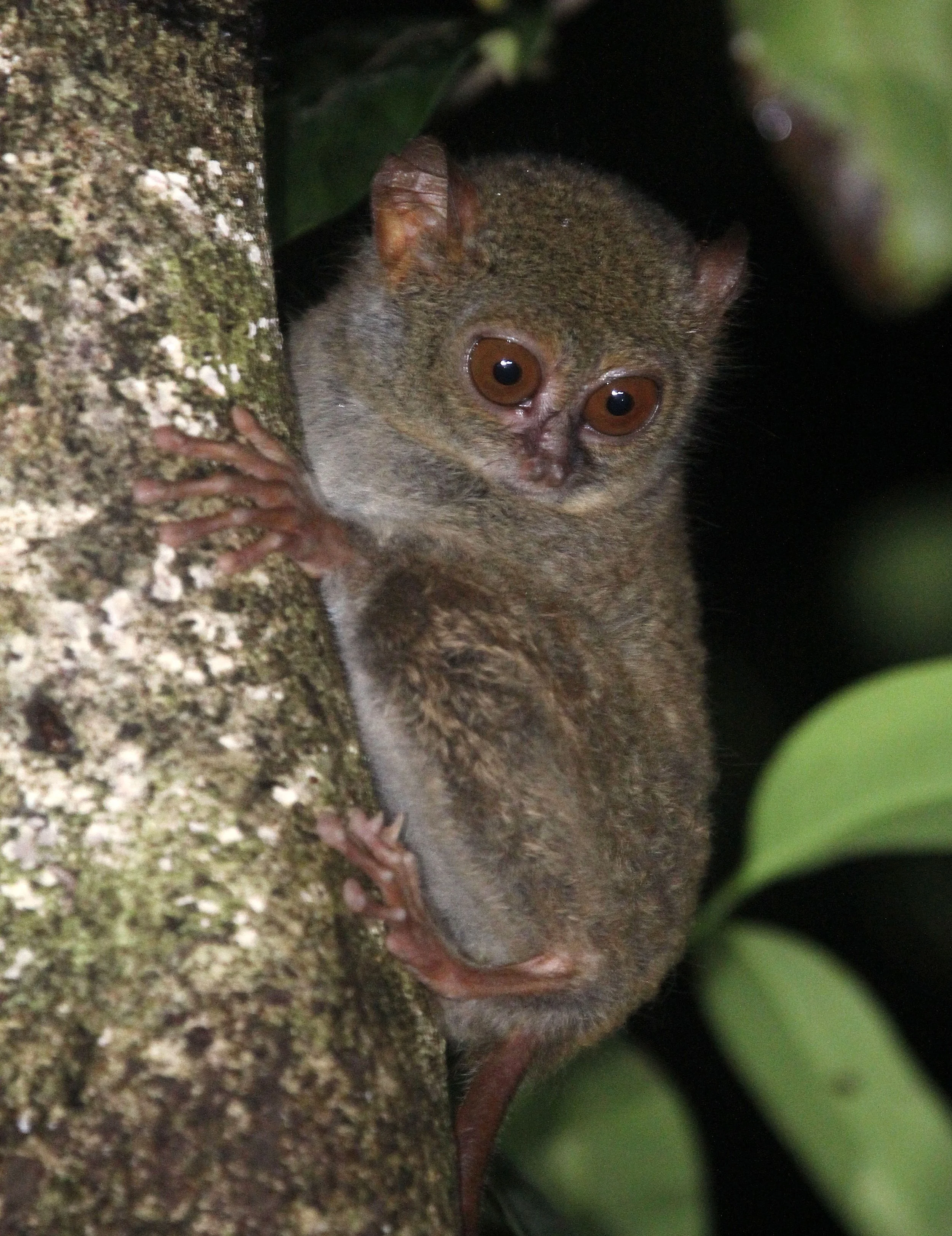 TARSIIDAE - Tarsius tarsier - SELAYAR (SPECTRAL) TARSIER - TANGKOKO NATIONAL PARK SULAWESI INDONESIA (78).JPG