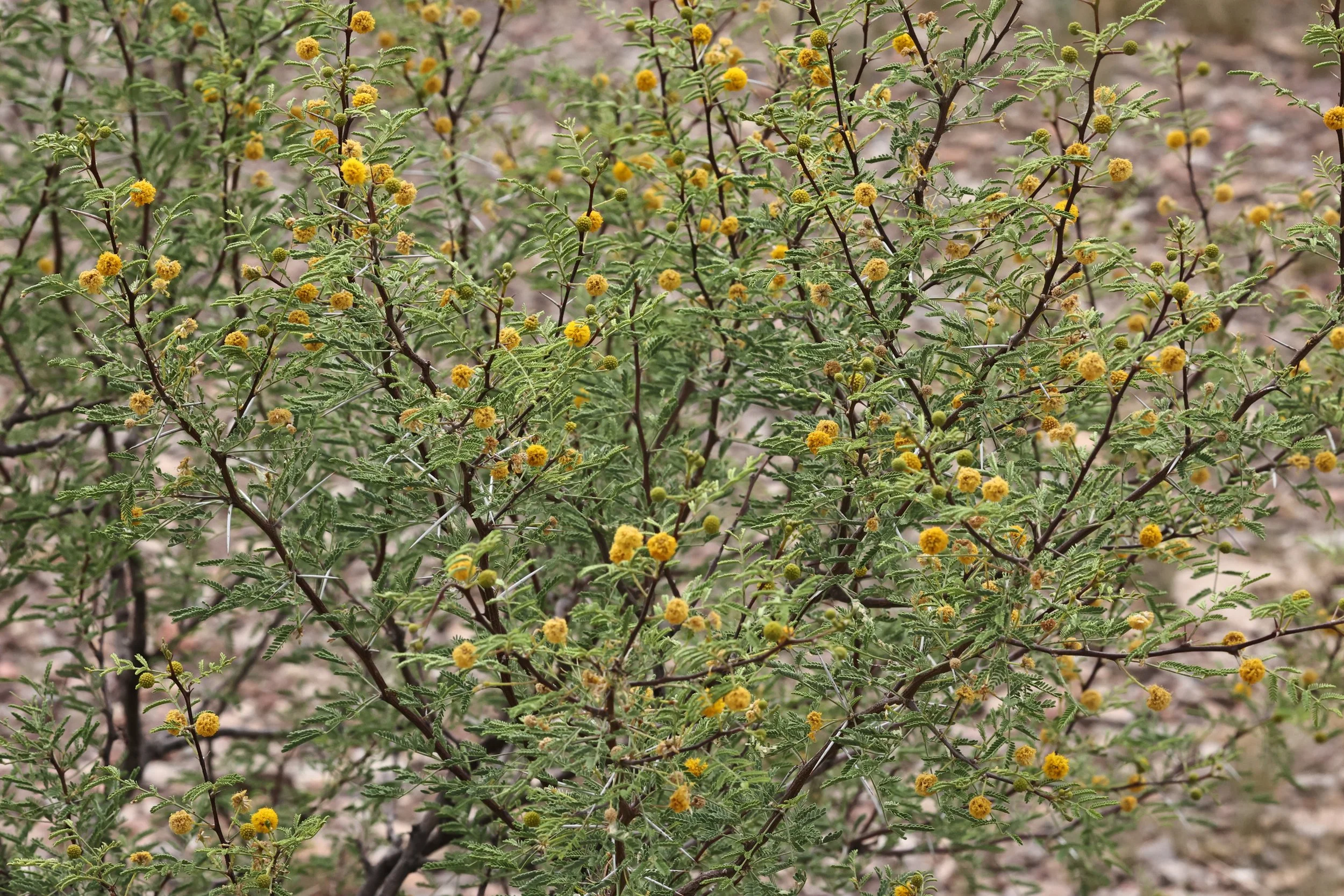 DAVIS MOUNTAINS STATE PARK TEXAS JULY 2022 (318).JPG