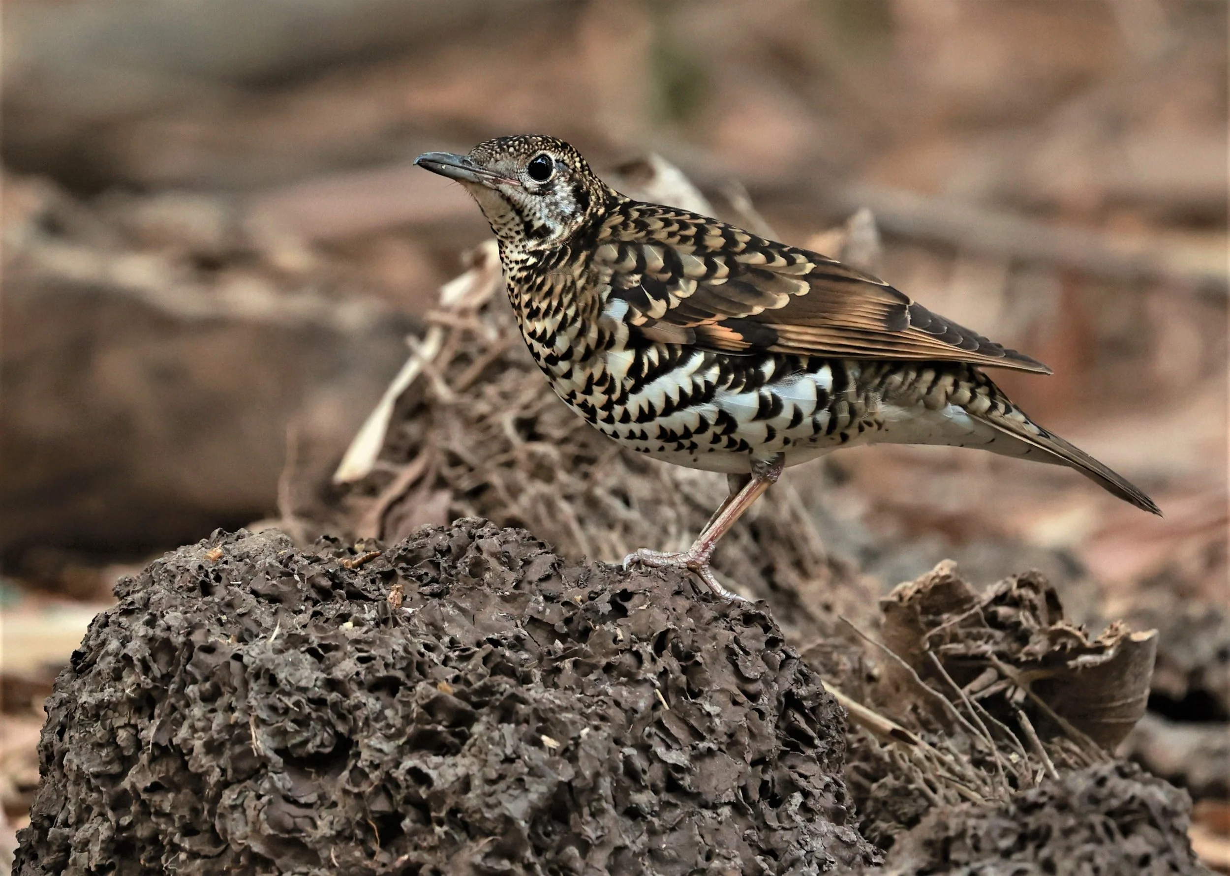 White's Thrush (Zoothera aurea) Putthamonthon Park Nakhon Pathom Thailand (132).jpg
