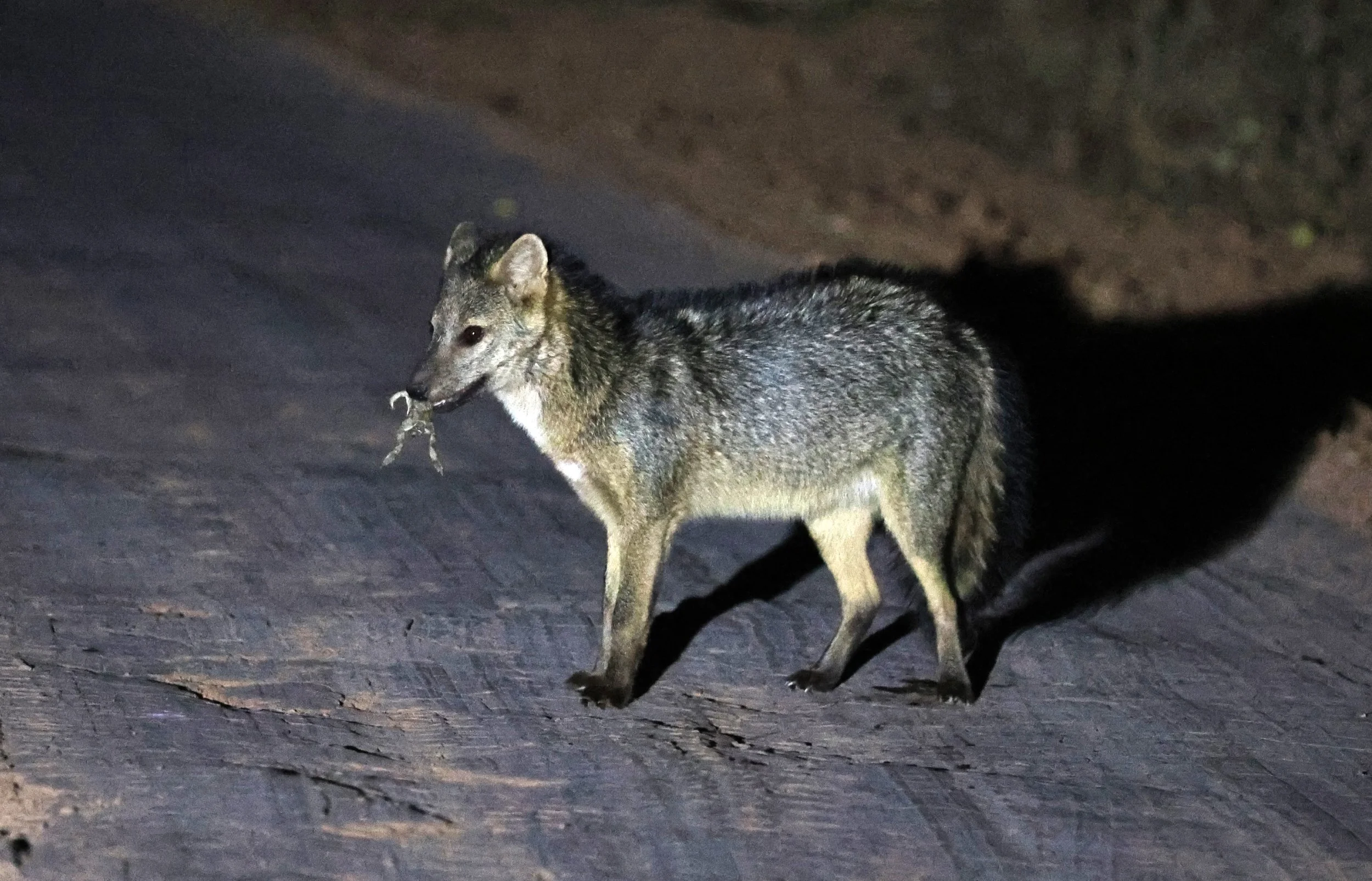 Crab-eating Fox (Cerdocyon thous) Agua Dulce Paraguay (31).jpg