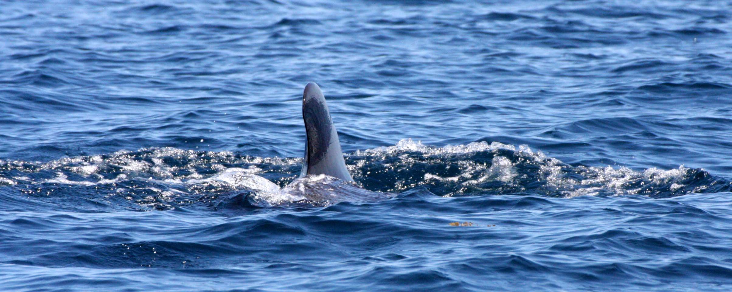 CETACEAN - WHALE - PILOT WHALE - ISLA CATALINA BAJA MEXICO - BAHIA LORETO (5).JPG