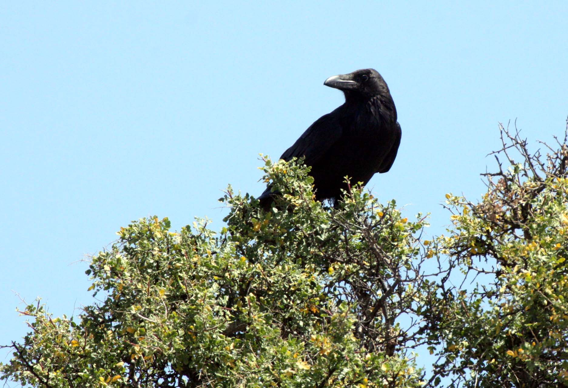 BIRD - RAVEN - COMMON RAVEN - CATAVINA DESERT BAJA MEXICO (7).JPG