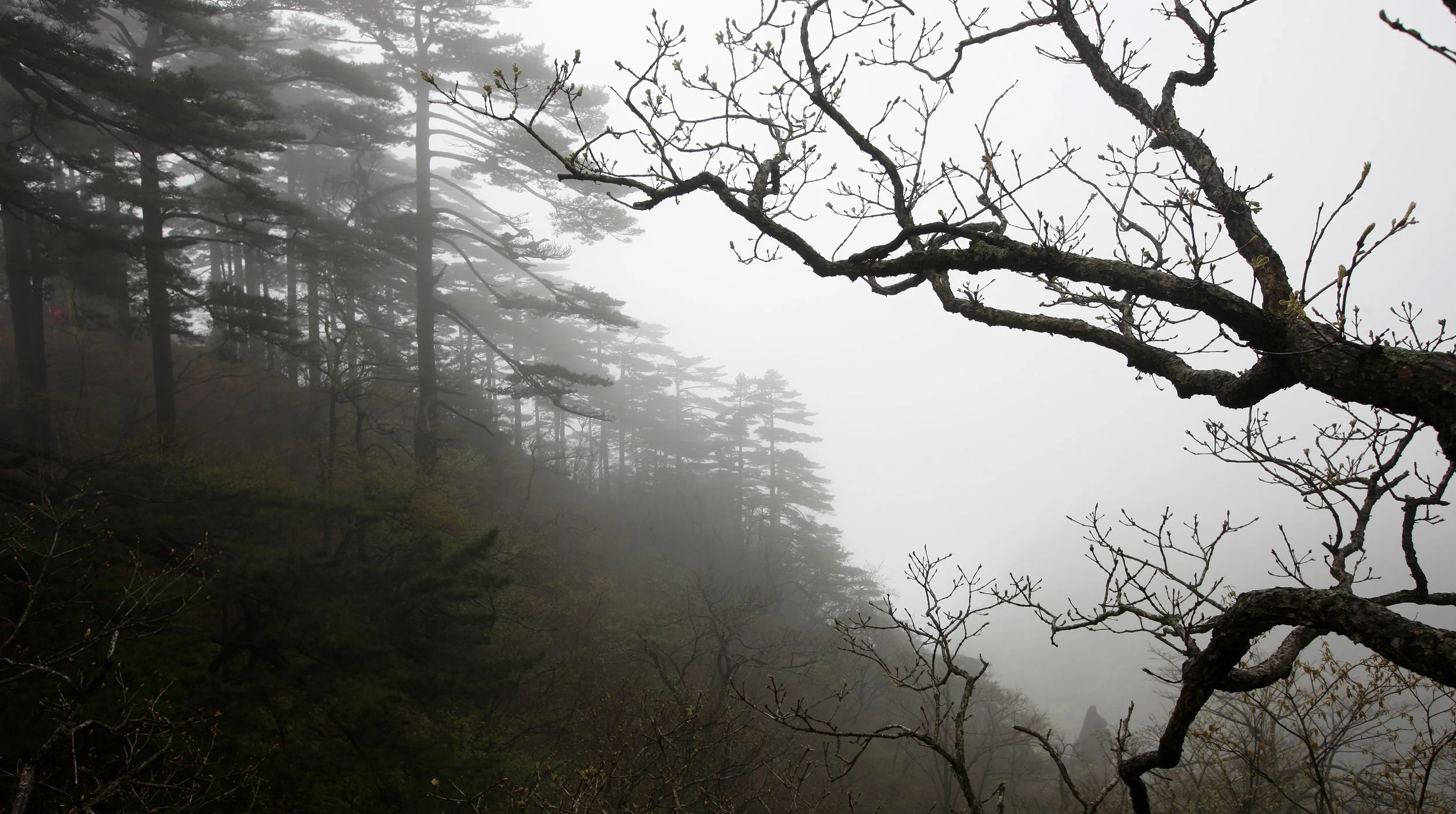 HUANGSHAN NATIONAL PARK ANHUI PROVINCE CHINA (207).JPG