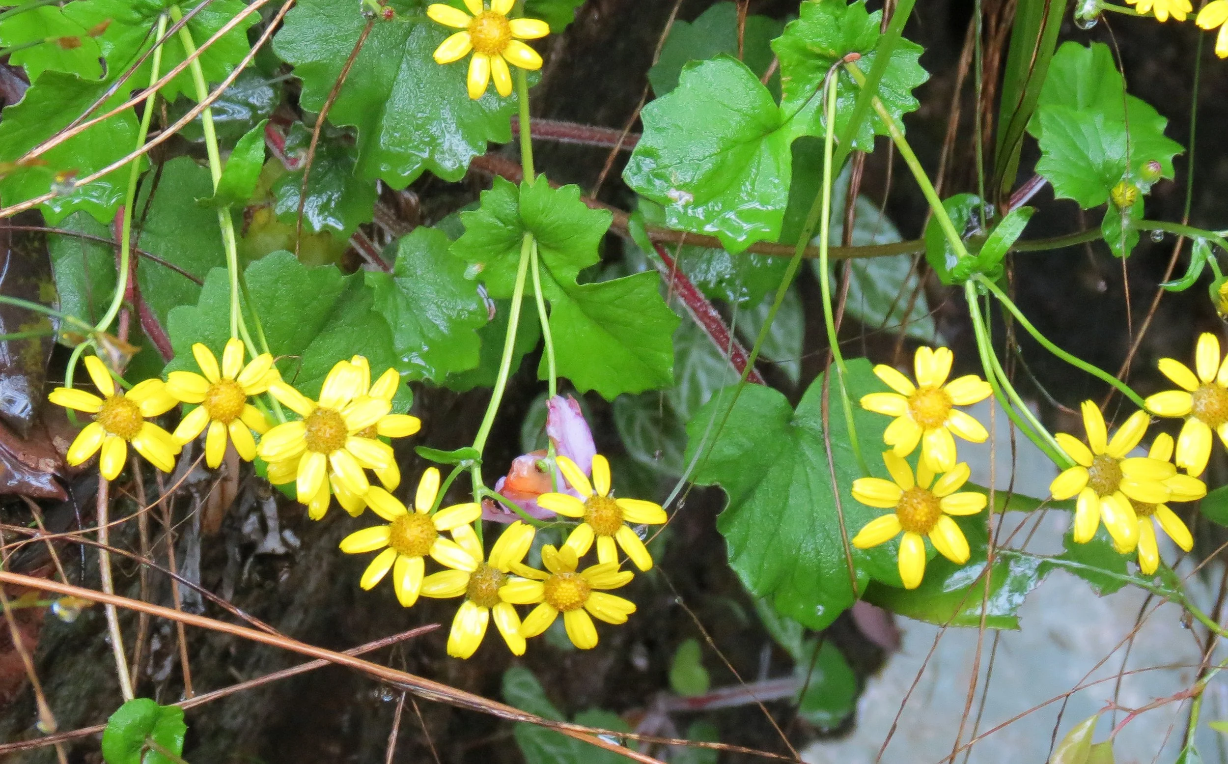 GUNIUJIANG NATURE RESERVE - ANHUI PROVINCE CHINA (72).JPG