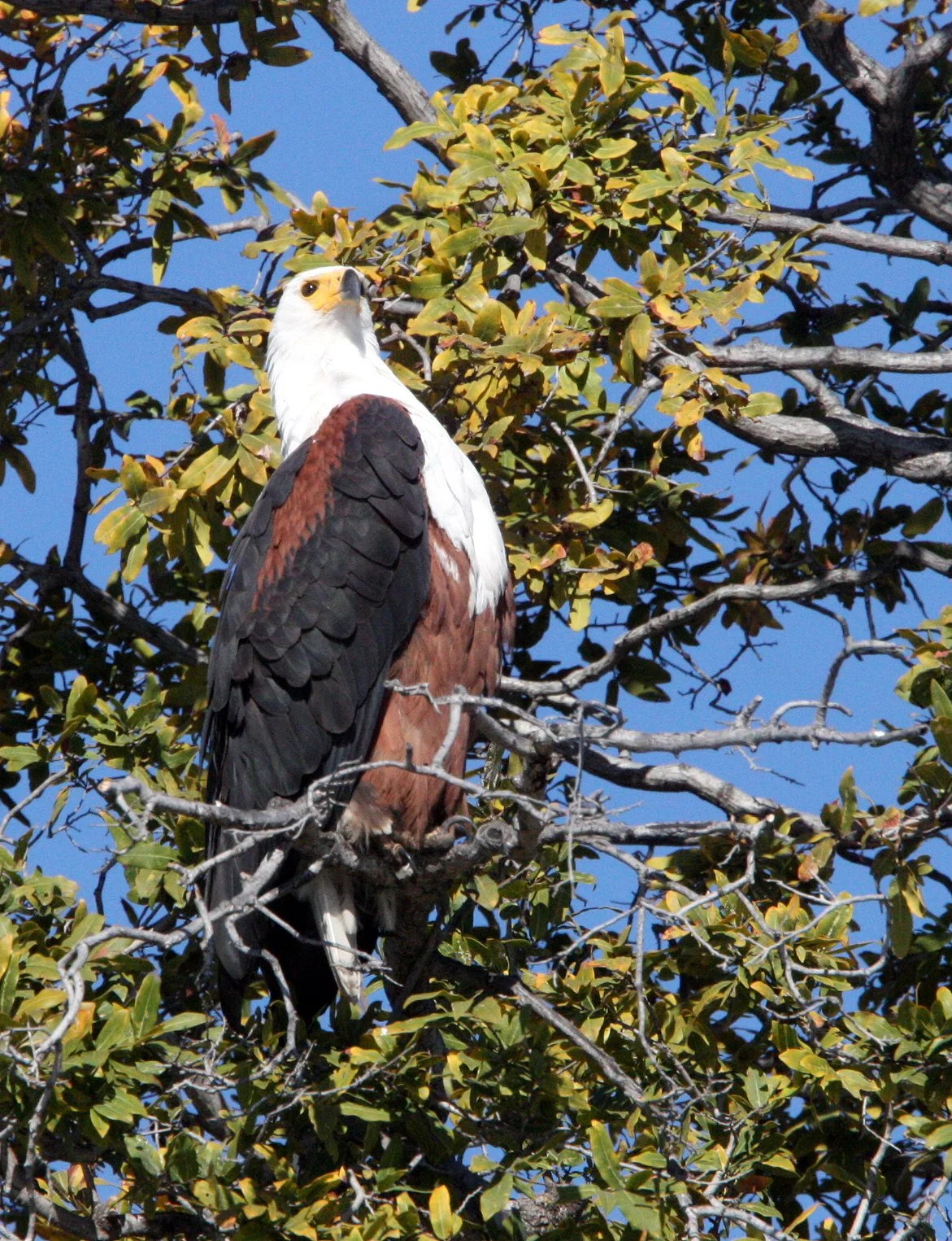 Haliaeetus vocifer - AFRICAN FISH EAGLE - CHOBE NATIONAL PARK BOTSWANA (8).JPG