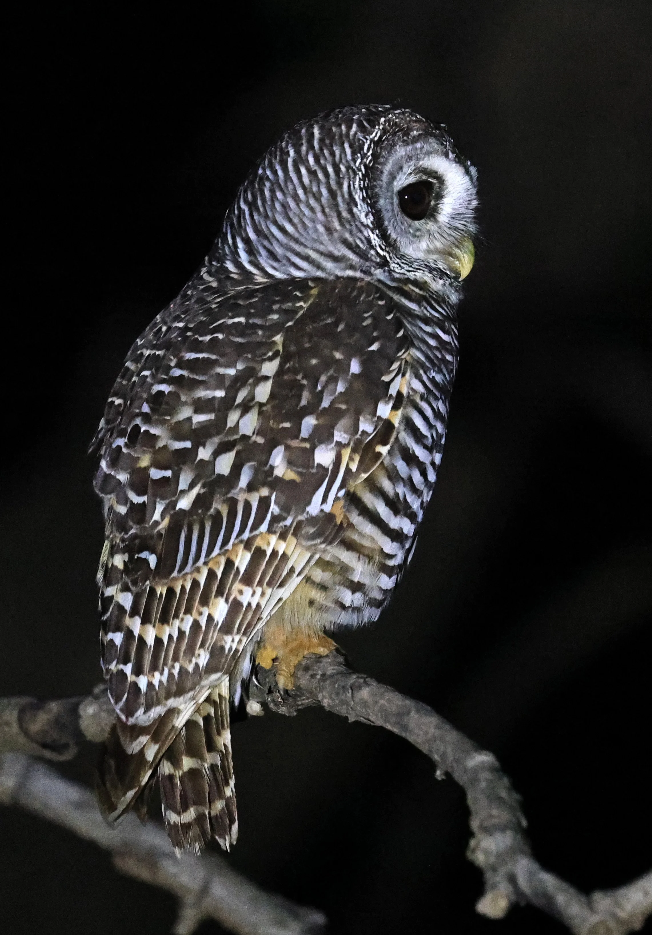 Chaco Owl (Strix chacoensis) Reserva Nueland  Selva Serena (21).jpg