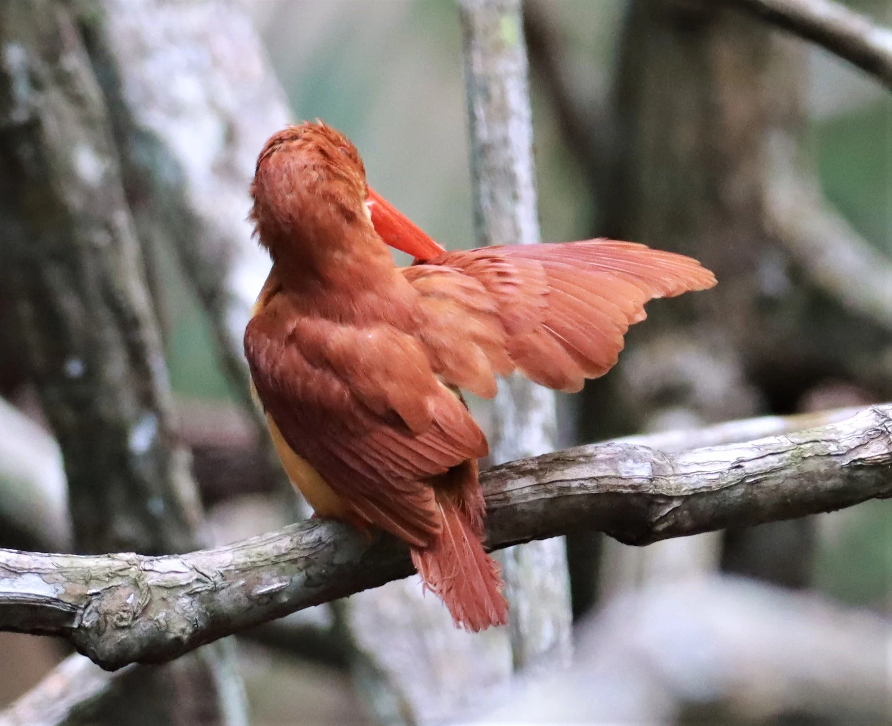 KINGFISHER - RUDDY KINGFISHER - Halcyon coromanda - AO PHANG NGA NATIONAL PARK AREA (191).JPG