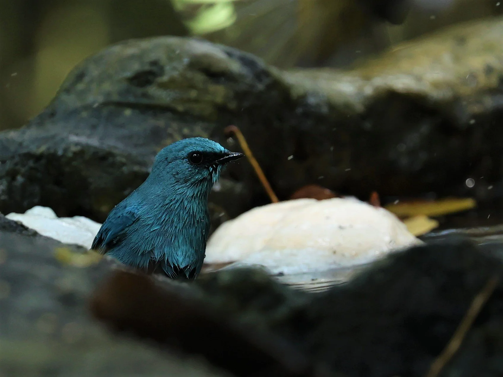 FLYCATCHER - VERDITER FLYCATCHER - Eumyias thalassina - WAT THAM PRATHUM CHONBURI JAN 30 2022 (130).jpg