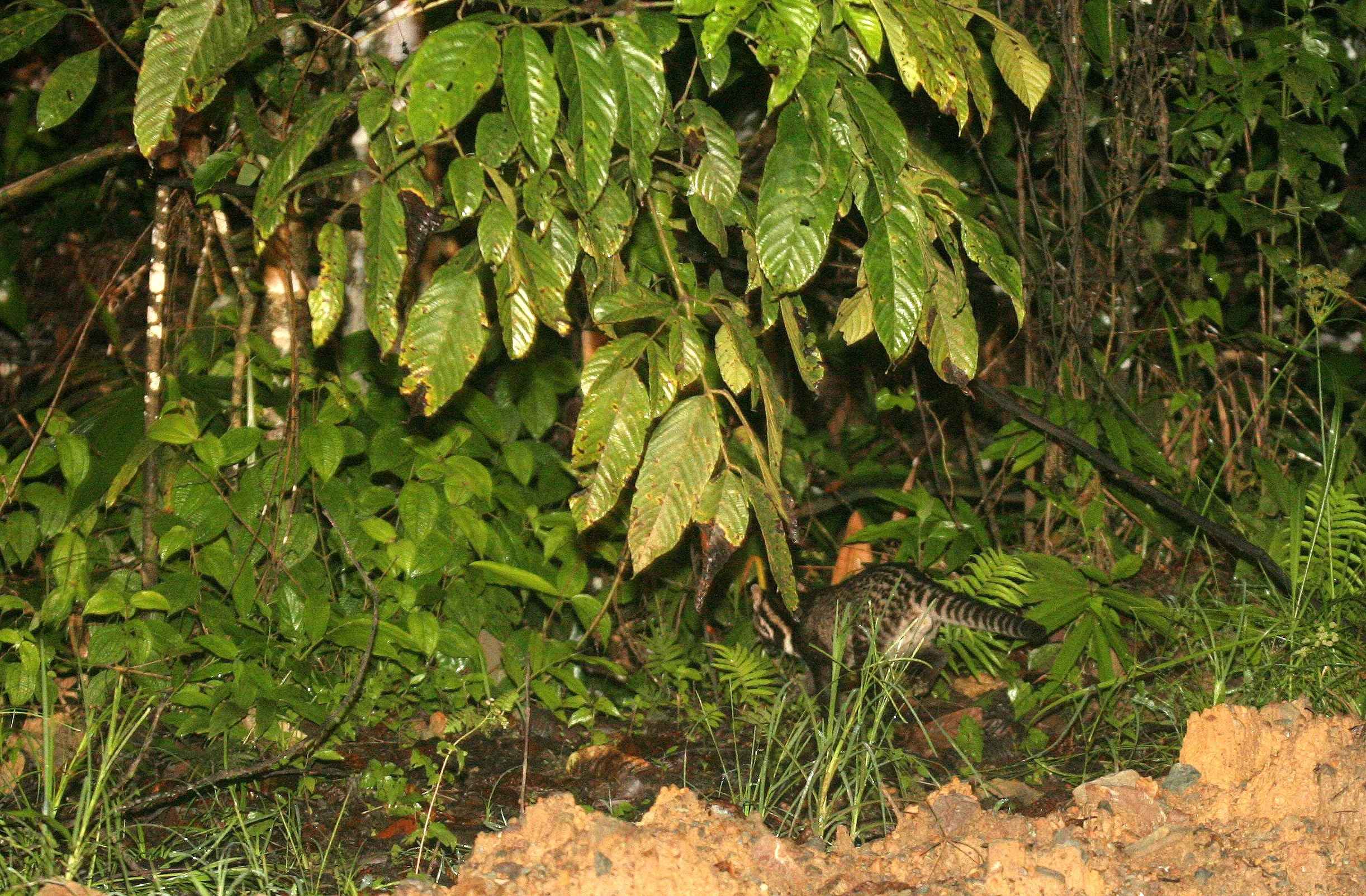 Viverra tangalunga - MALAY CIVET - DANUM VALLEY BORNEO (4).JPG