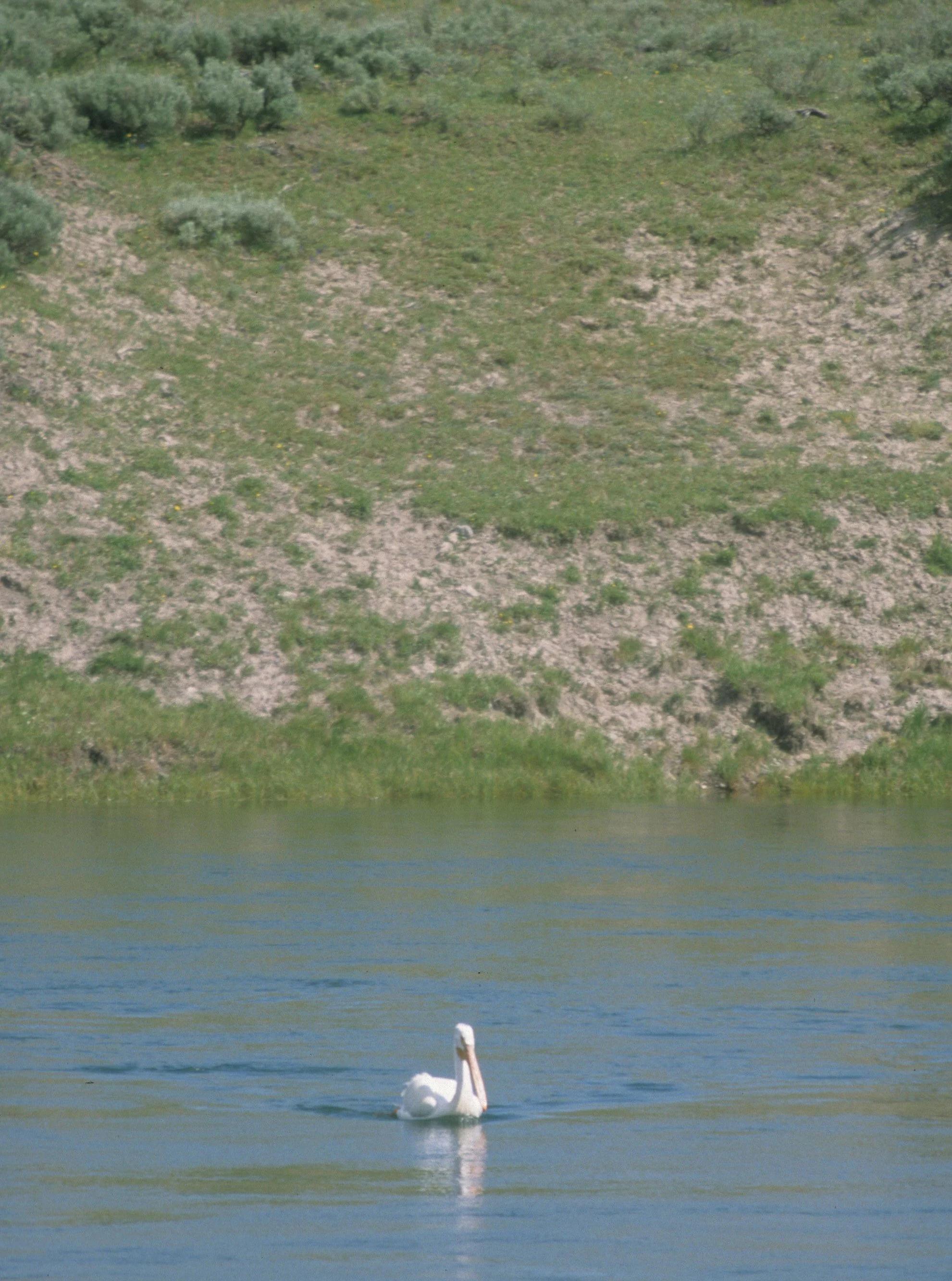 Pelecanus erythrorhynchos - AMERICAN WHITE PELICAN - WYOMING (7).jpg
