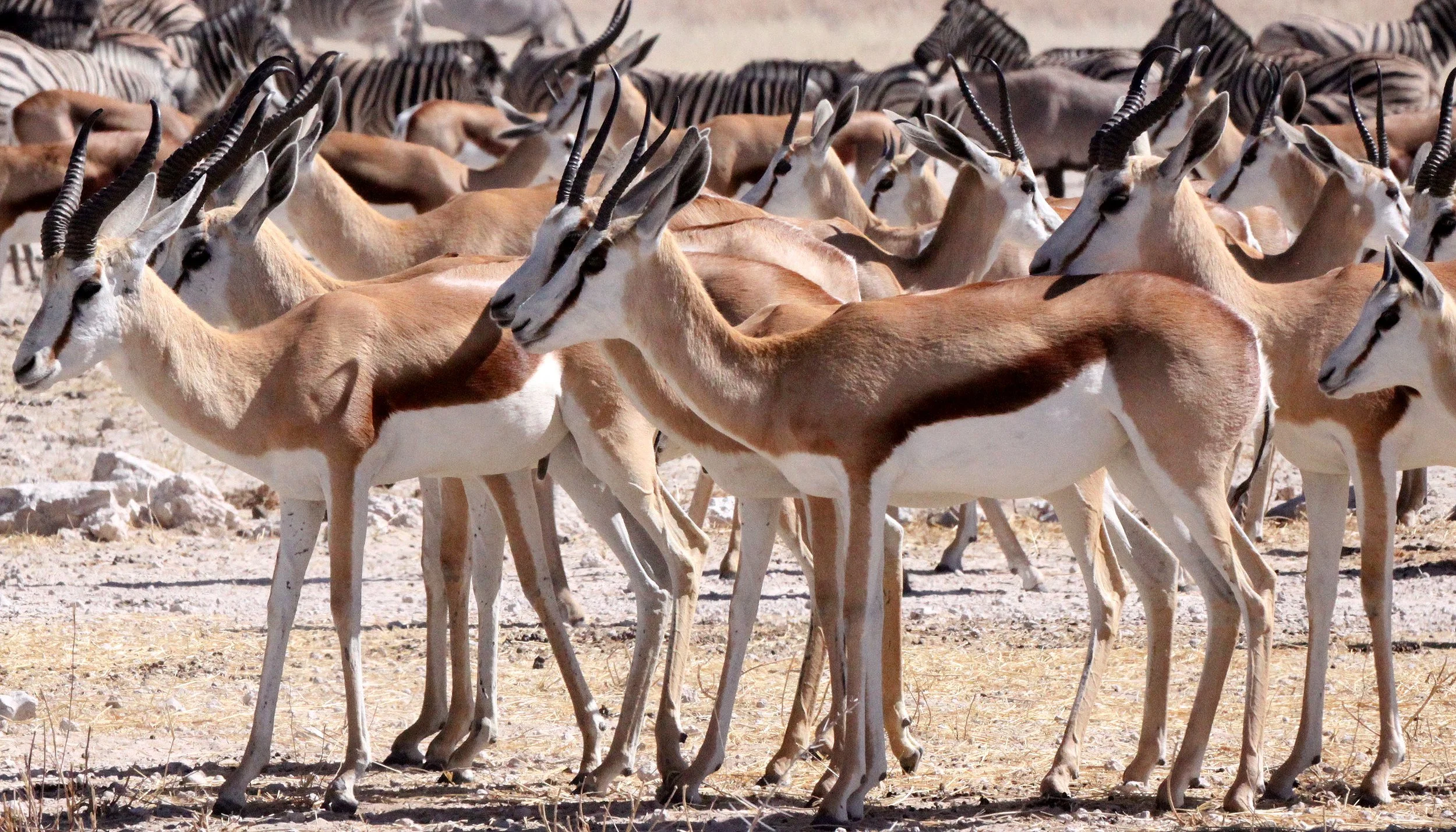 SPRINGBOK - ANGOLAN SPRINGBOK - Antidorcus angolensis - ETOSHA NATIONAL PARK NAMIBIA  (68).JPG