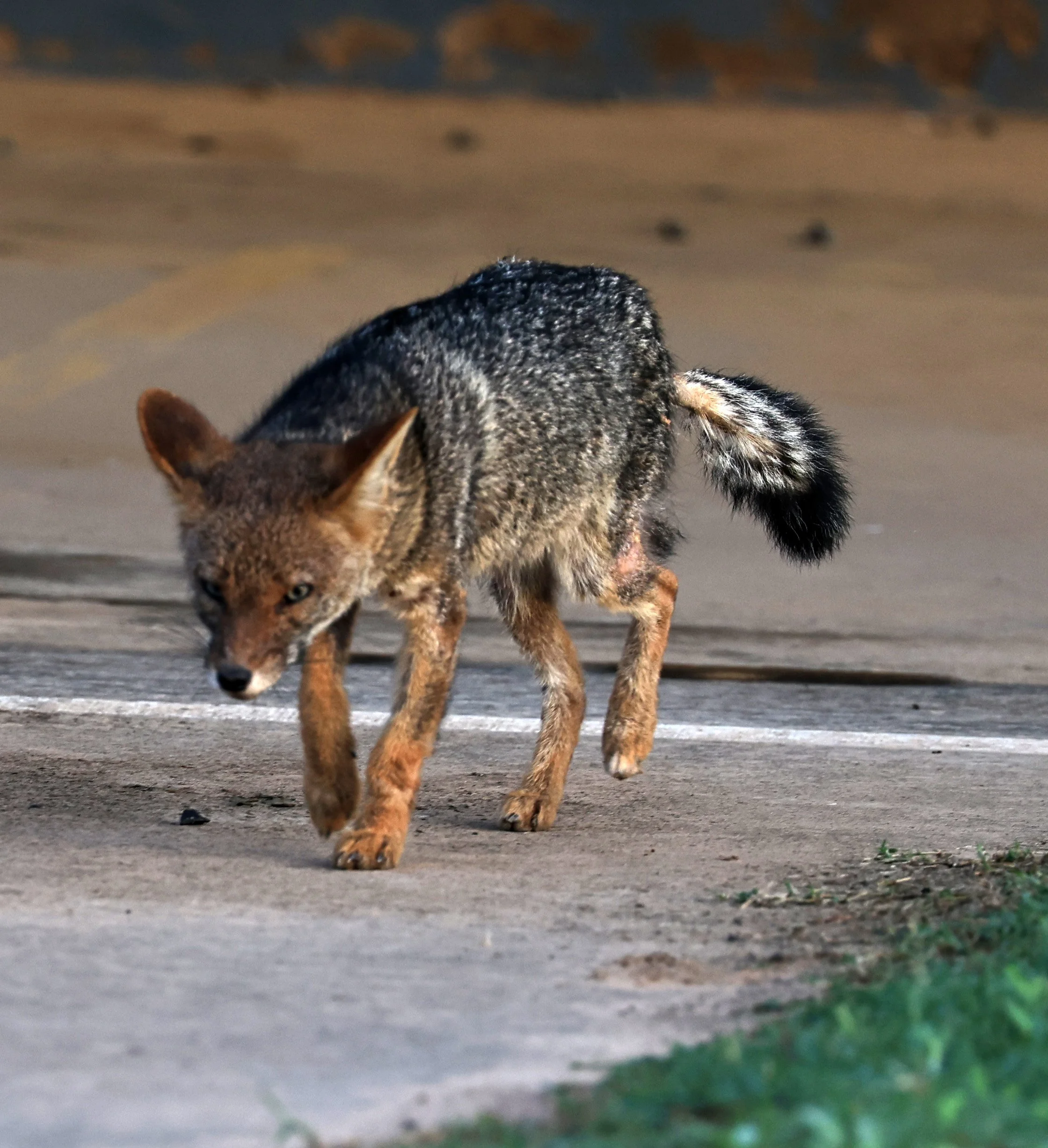 Pampas Fox (Lycalopex gymnocercus) Neuland Mennonite Colony Paraguay (4).jpg