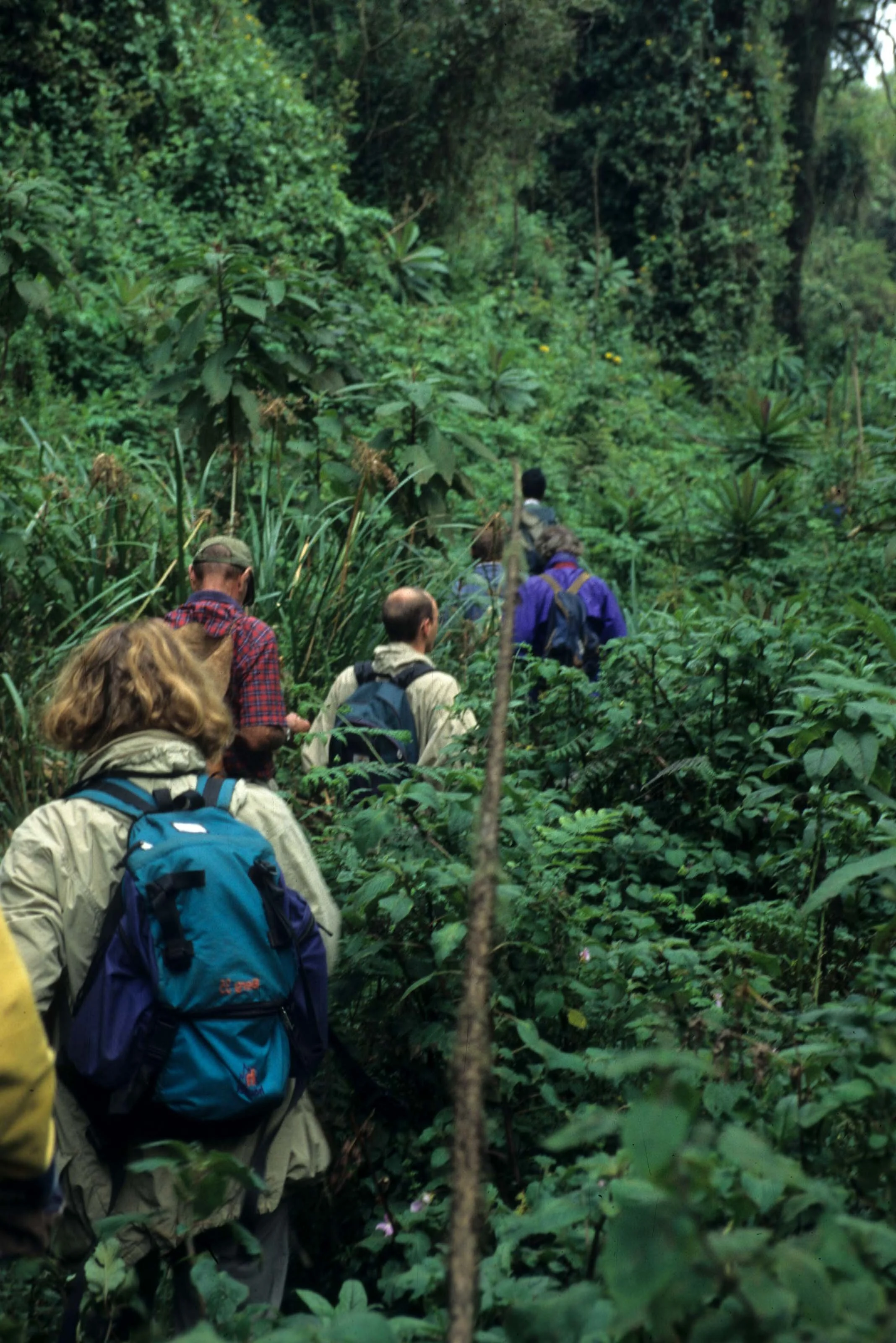RWANDA - GORILLA TRACKING A.jpg